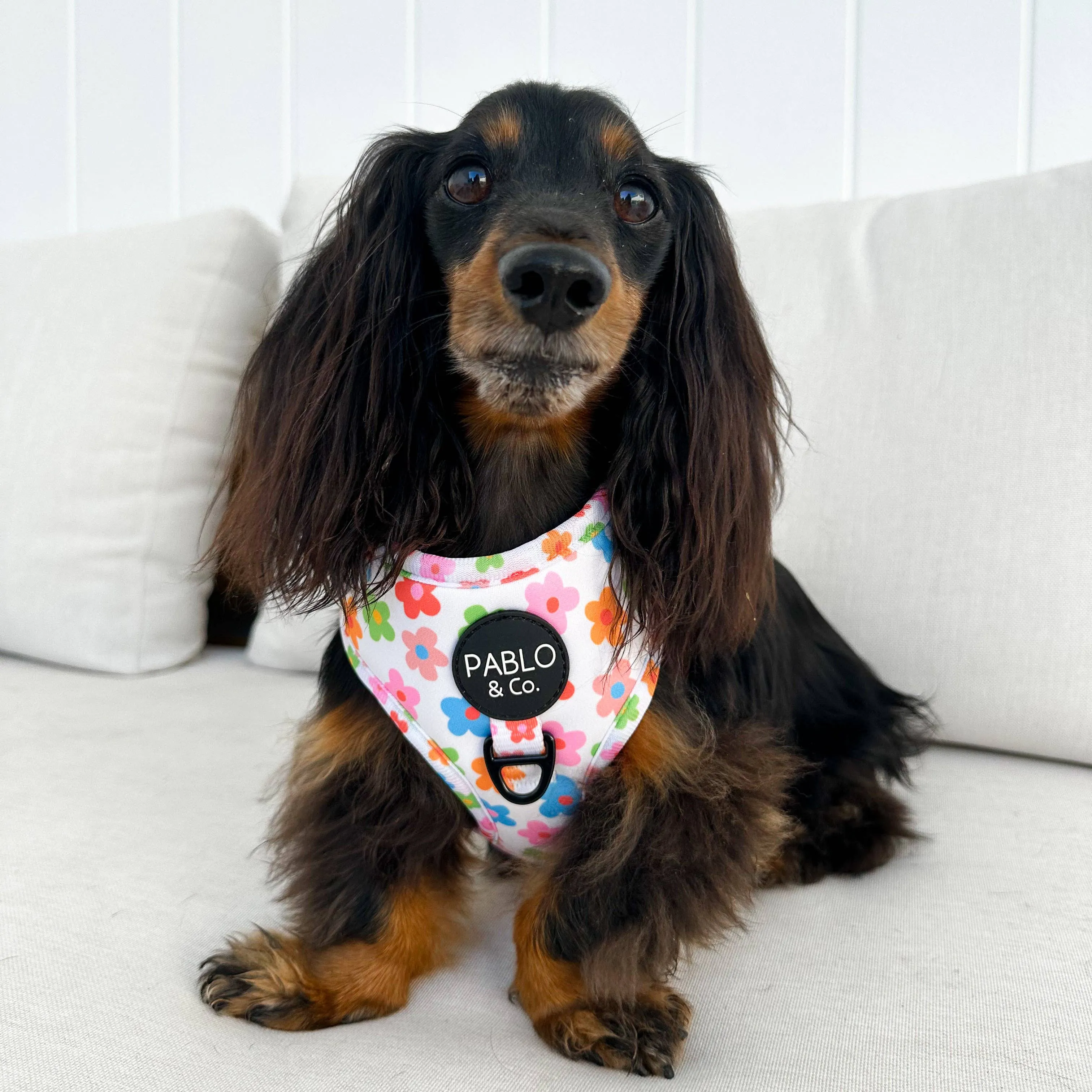 Adjustable Harness | Posy