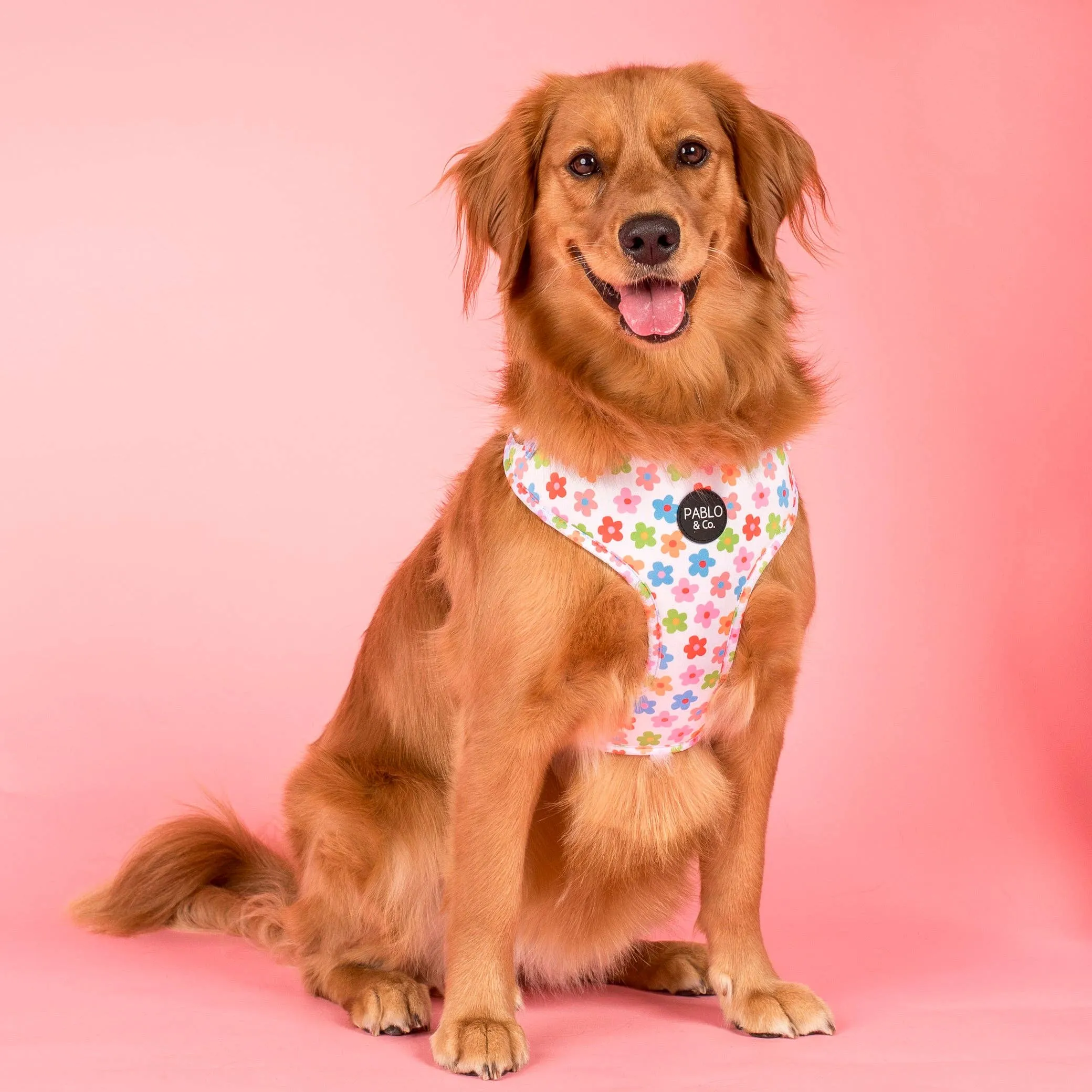 Adjustable Harness | Posy