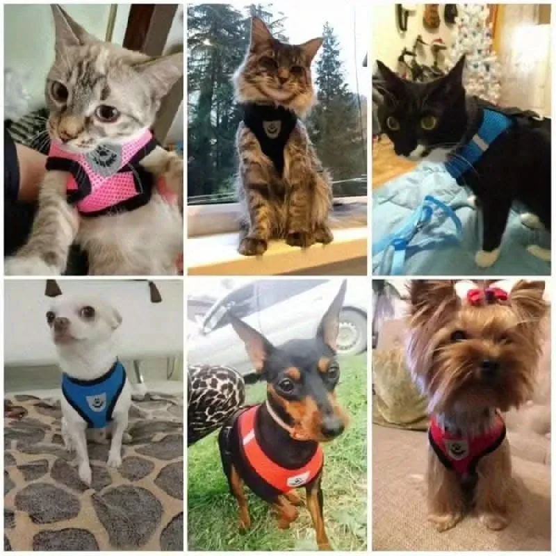 Adjustable Mesh Dog Harness & Leash Set