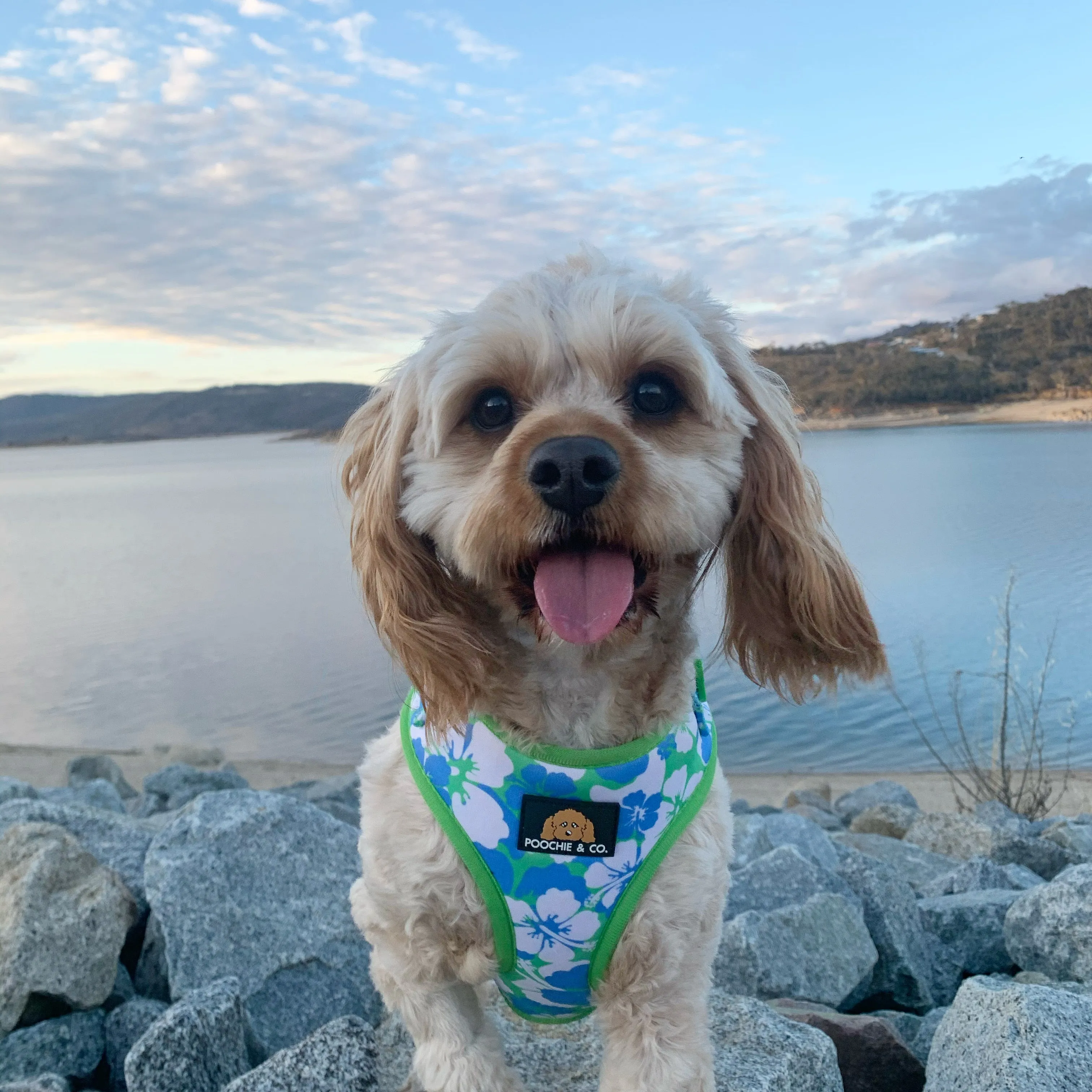'Aloha' Adjustable Harness