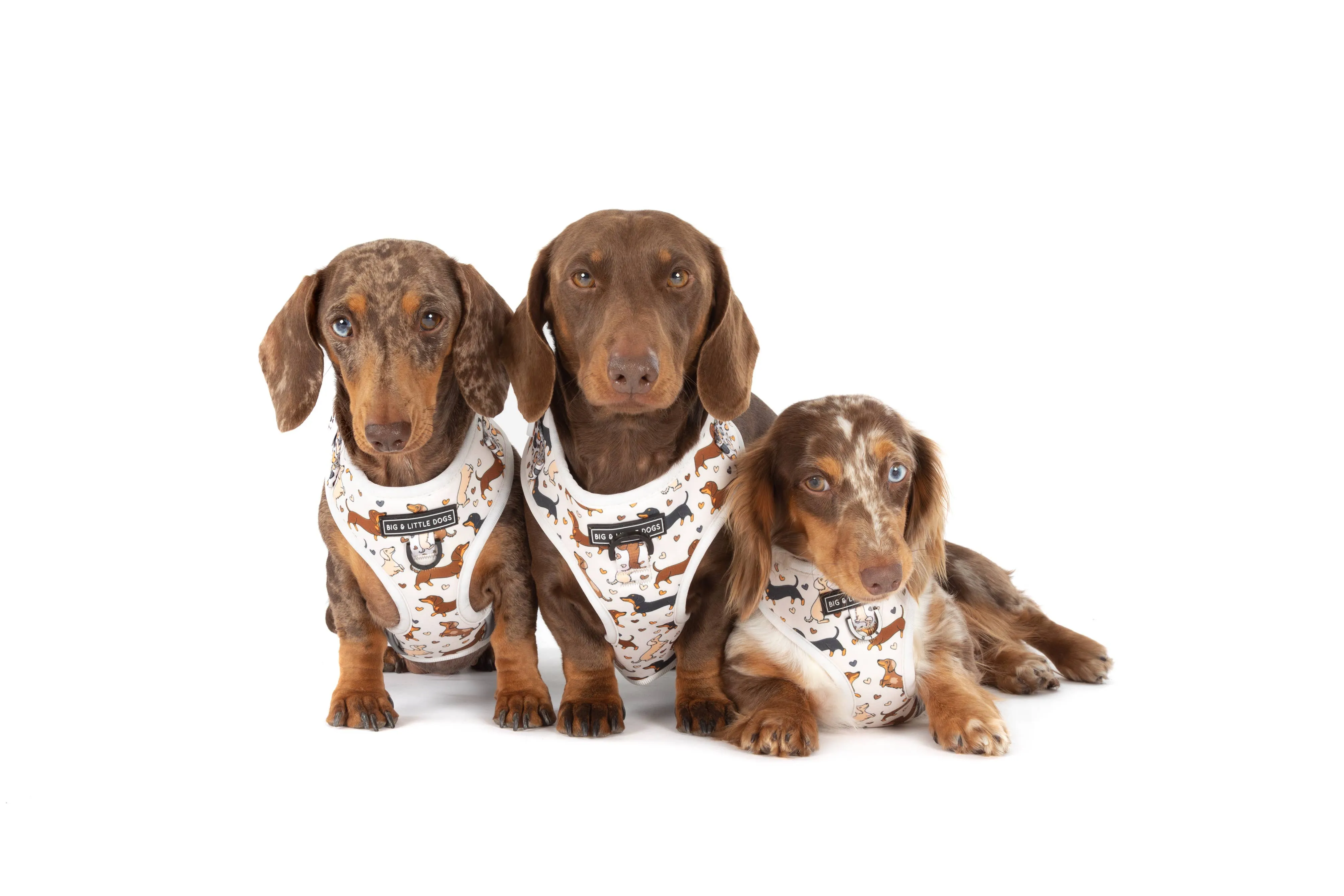 Big And little Dogs-ADJUSTABLE DOG HARNESS: Dashie Lovers