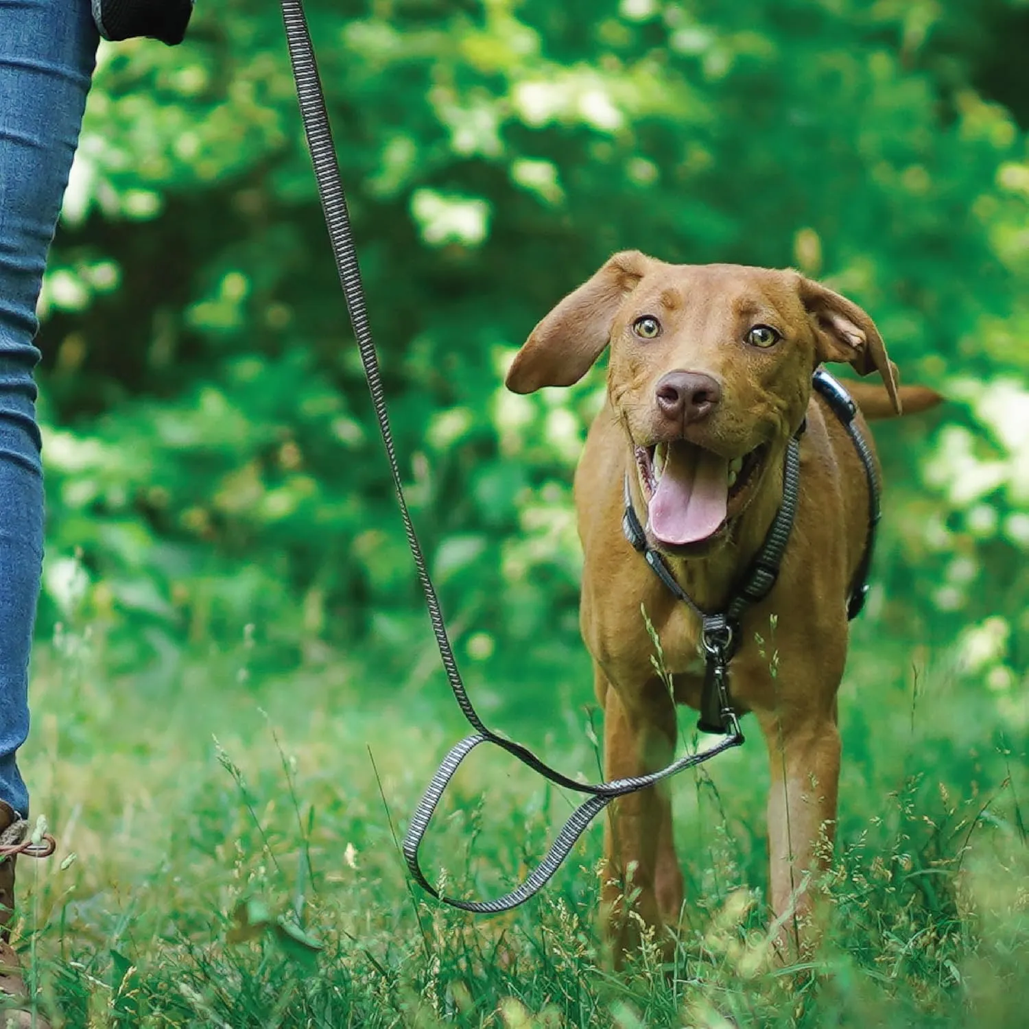 Blue-9 Reflective Buckle-Neck Balance Harness, Fully Customizable Fit No-Pull Harness with 3M Reflective Stitching, Ideal for Dog Training and Obedience, Made in The USA, Grey, Medium