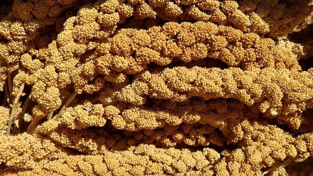 California Golden Spray Millet for Birds - Premium Spray Millet
