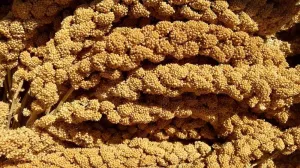 California Golden Spray Millet for Birds - Premium Spray Millet