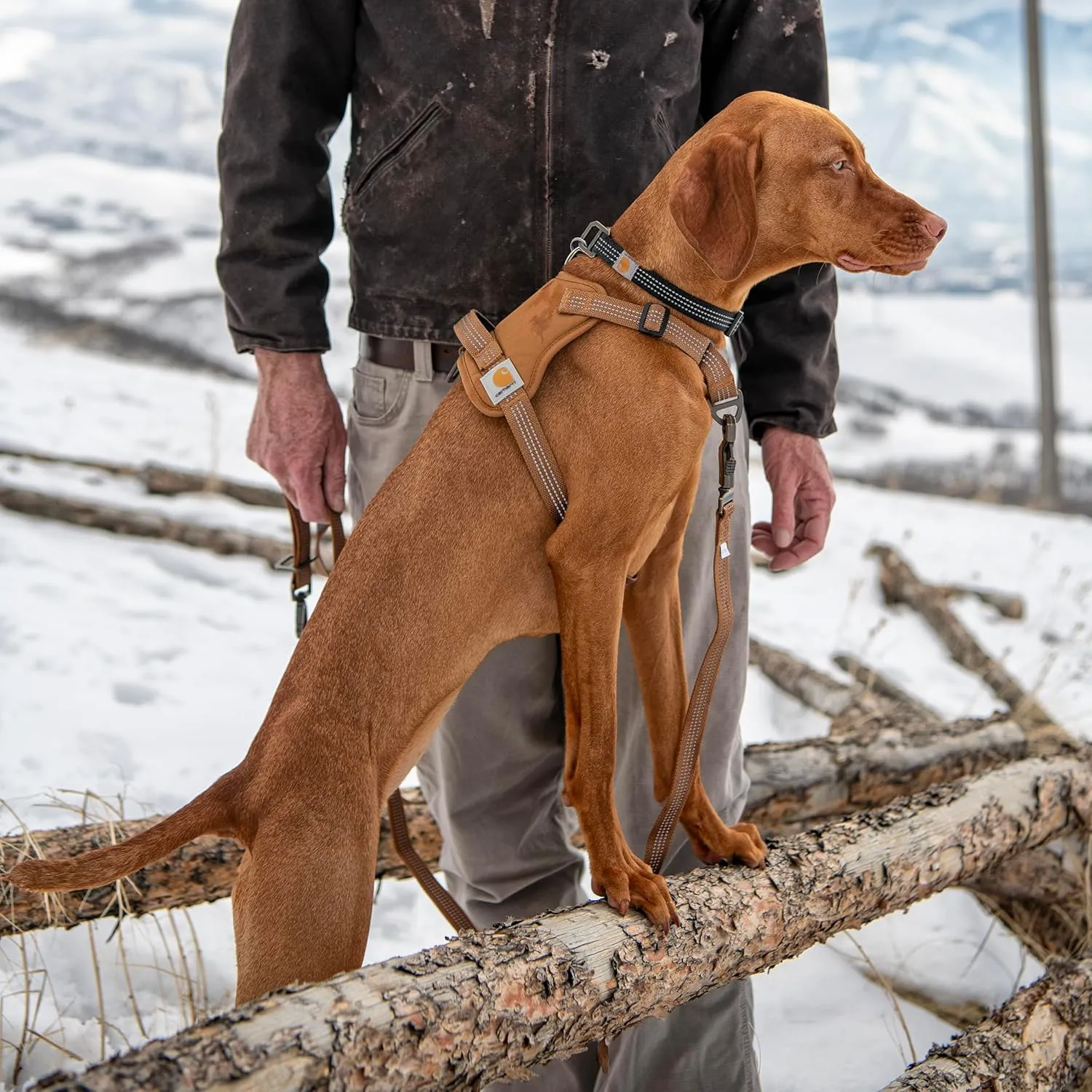 Carhartt Nylon Duck No Pull Dog Harness, Fully Adjustable Dog Harness with Quick Control Handle and Reflective Accents, Carhartt Brown, Medium