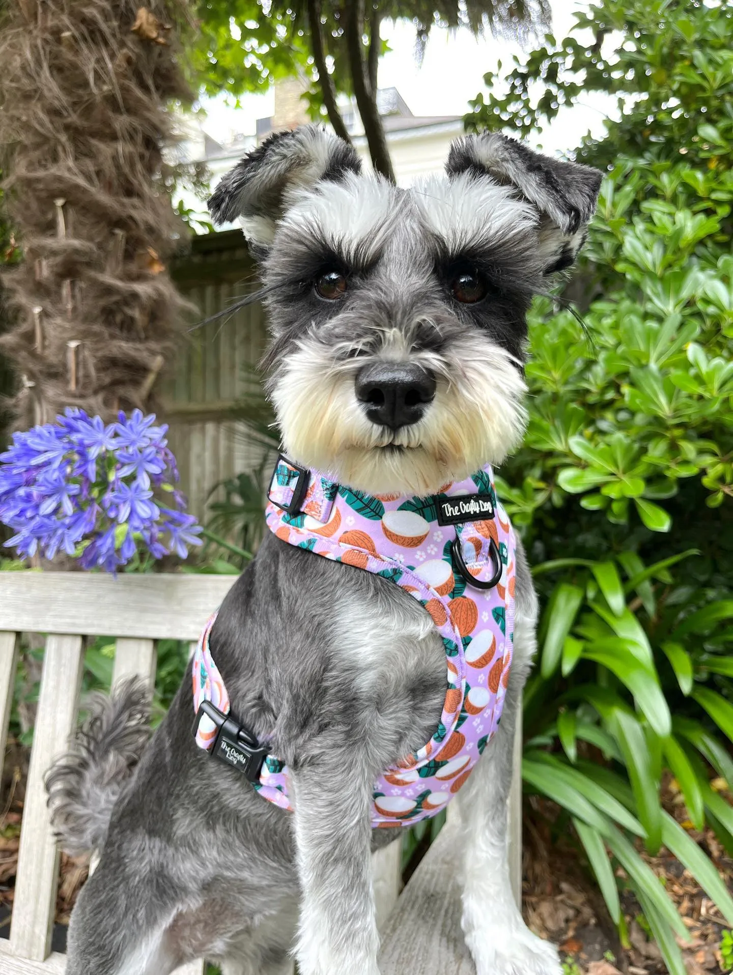 Coconutty Harness