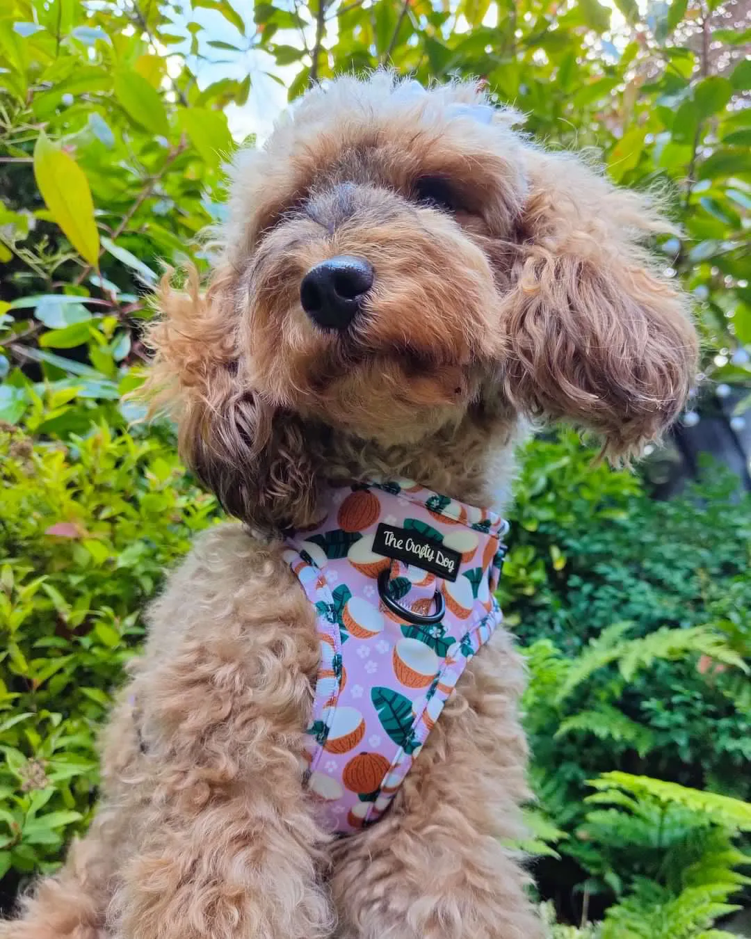 Coconutty Harness