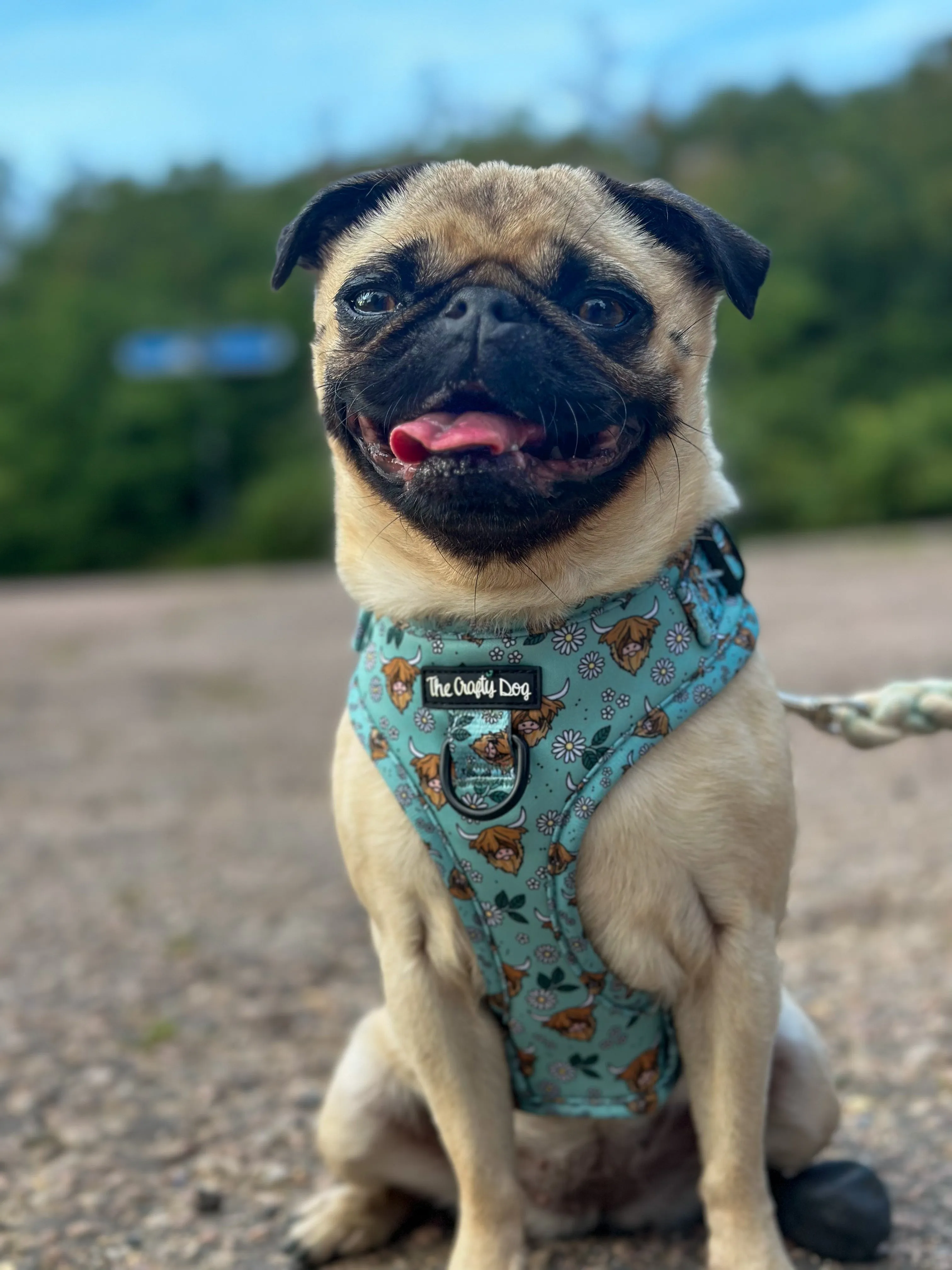 Coconutty Harness