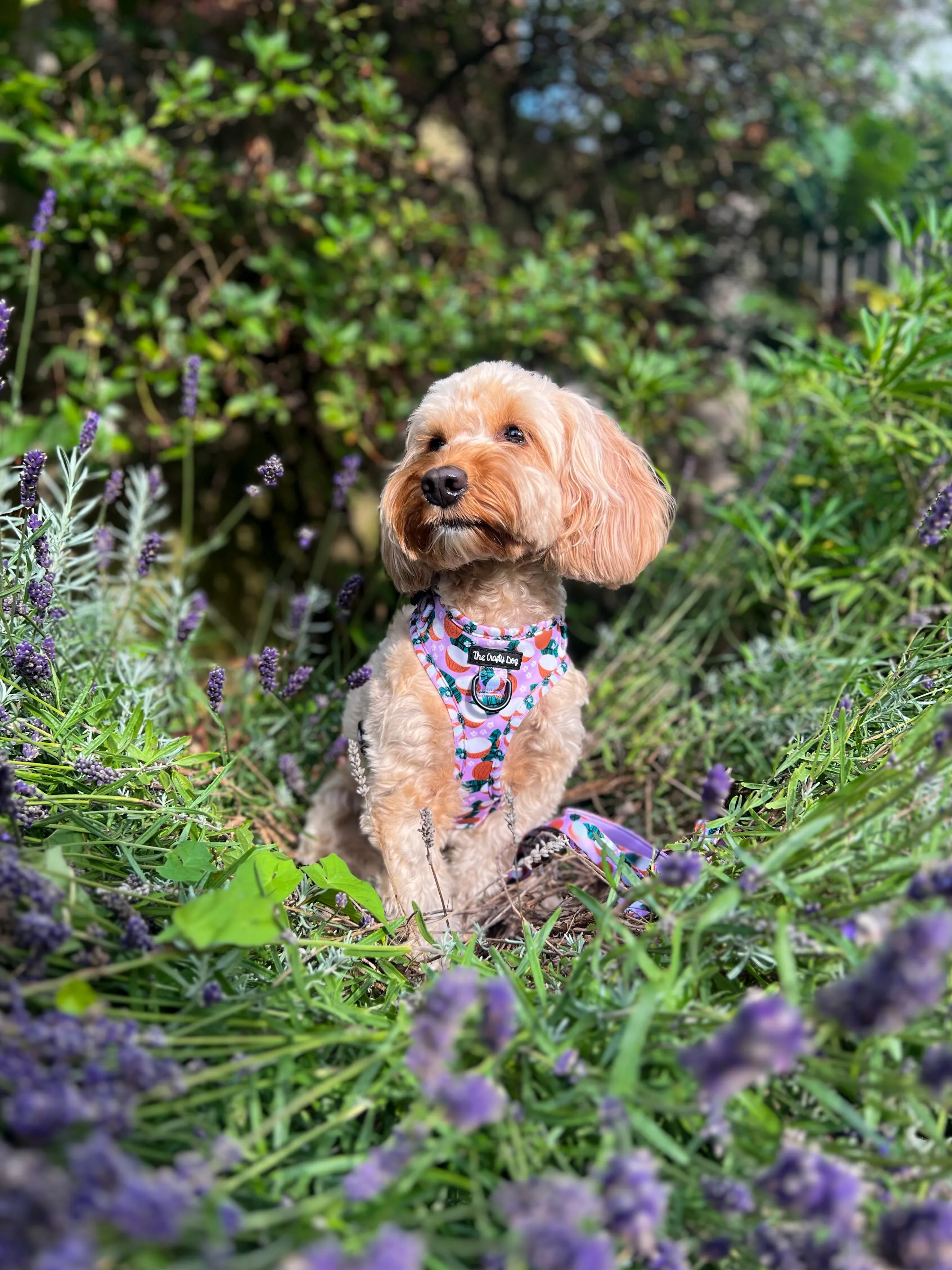 Coconutty Harness