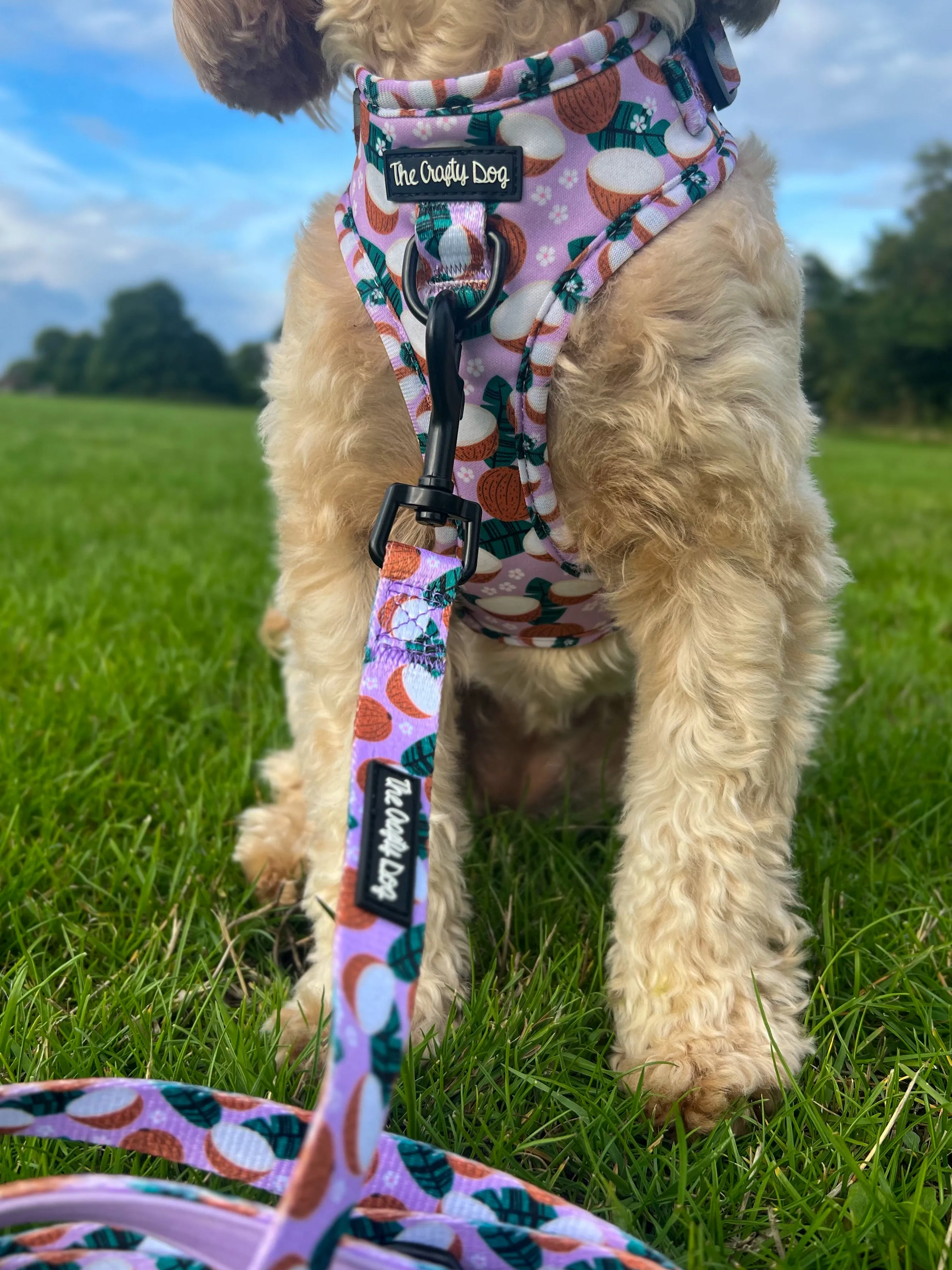 Coconutty Harness