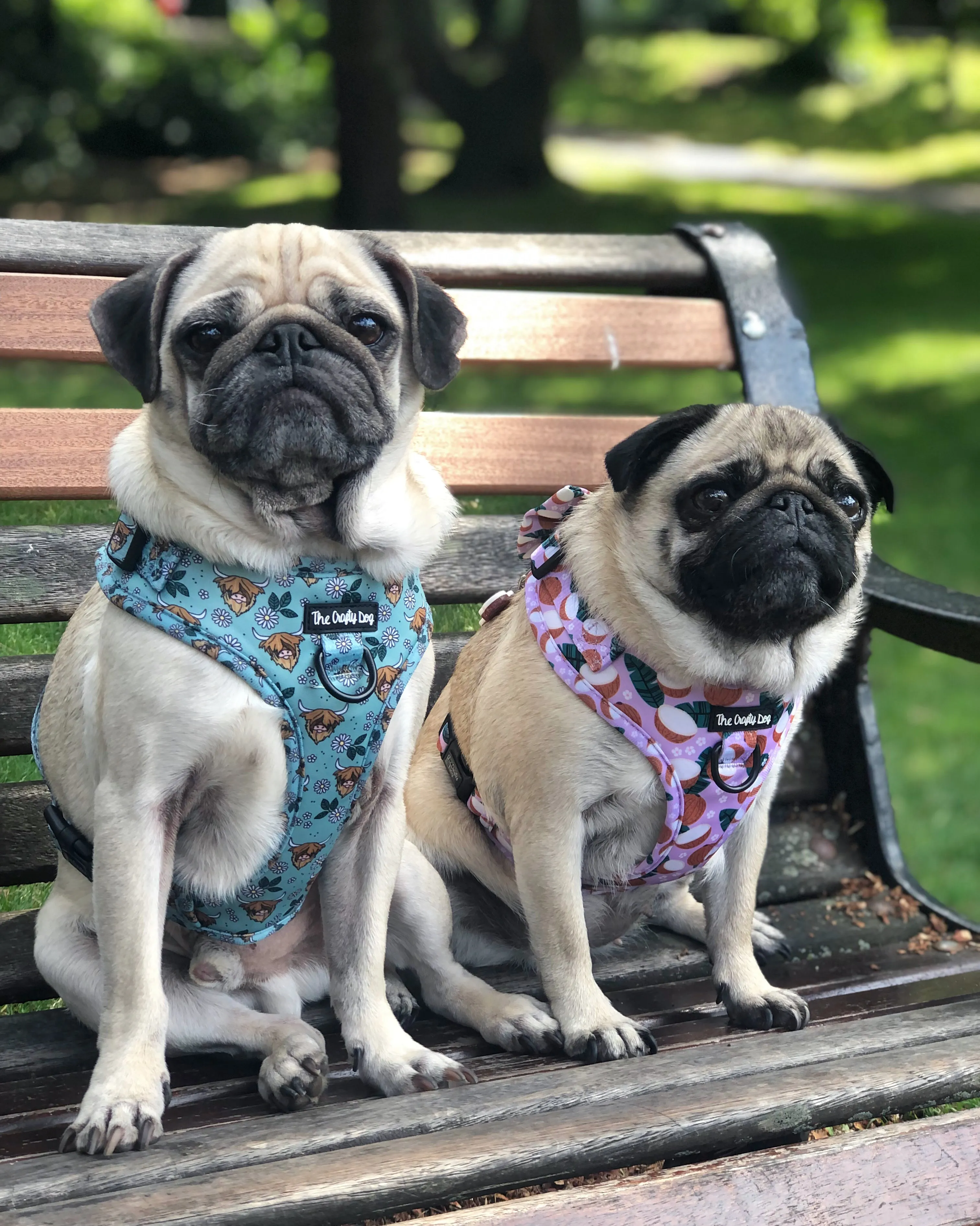 Coconutty Harness