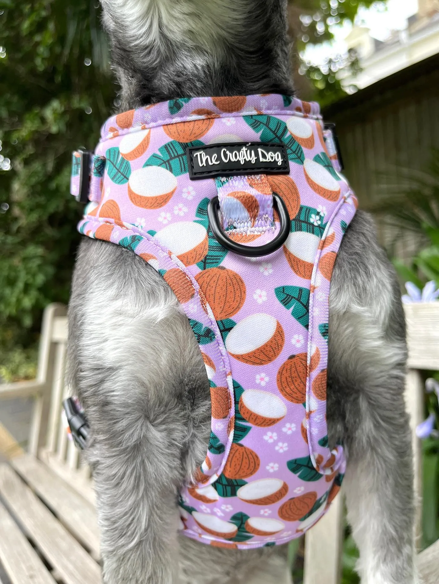 Coconutty Harness