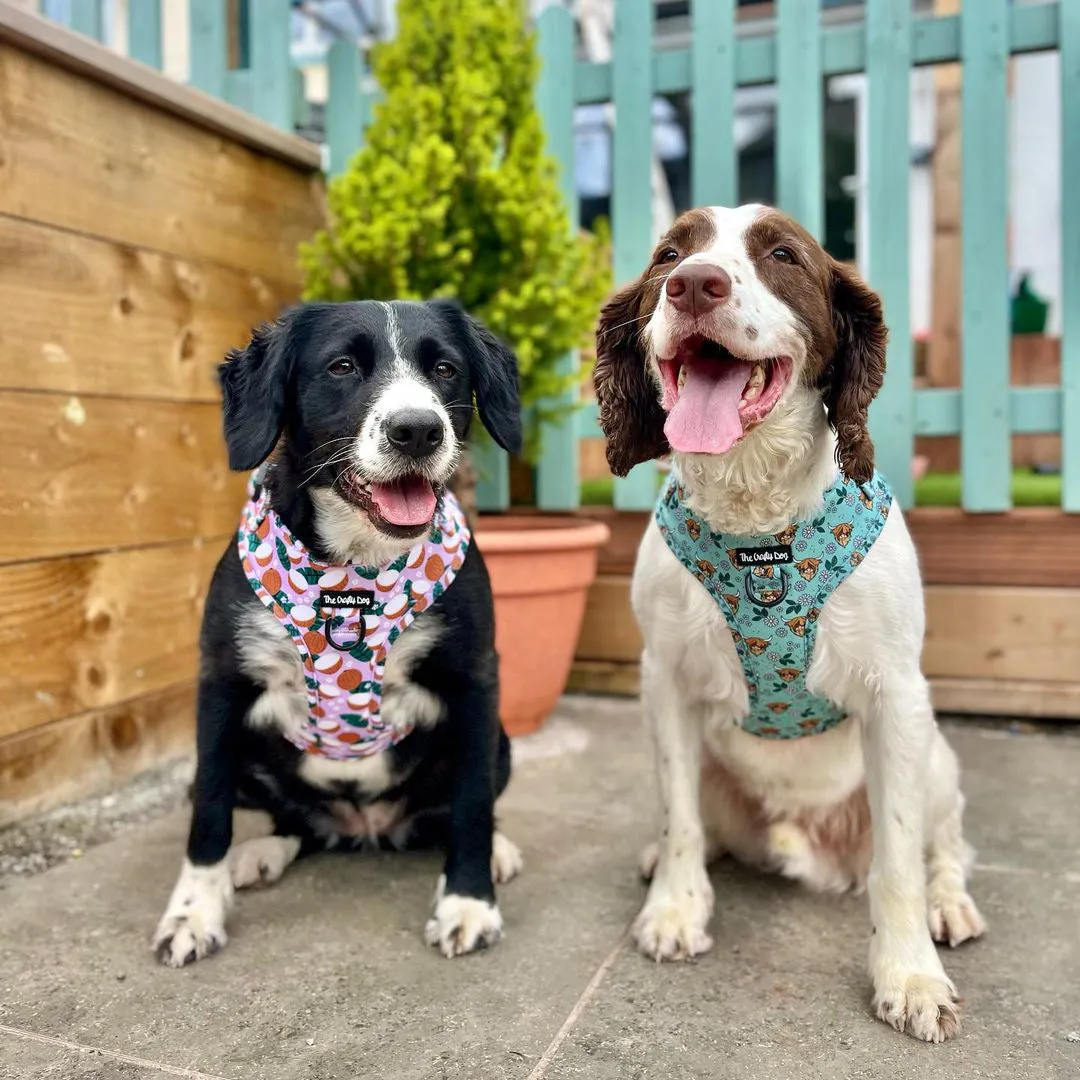 Coconutty Harness