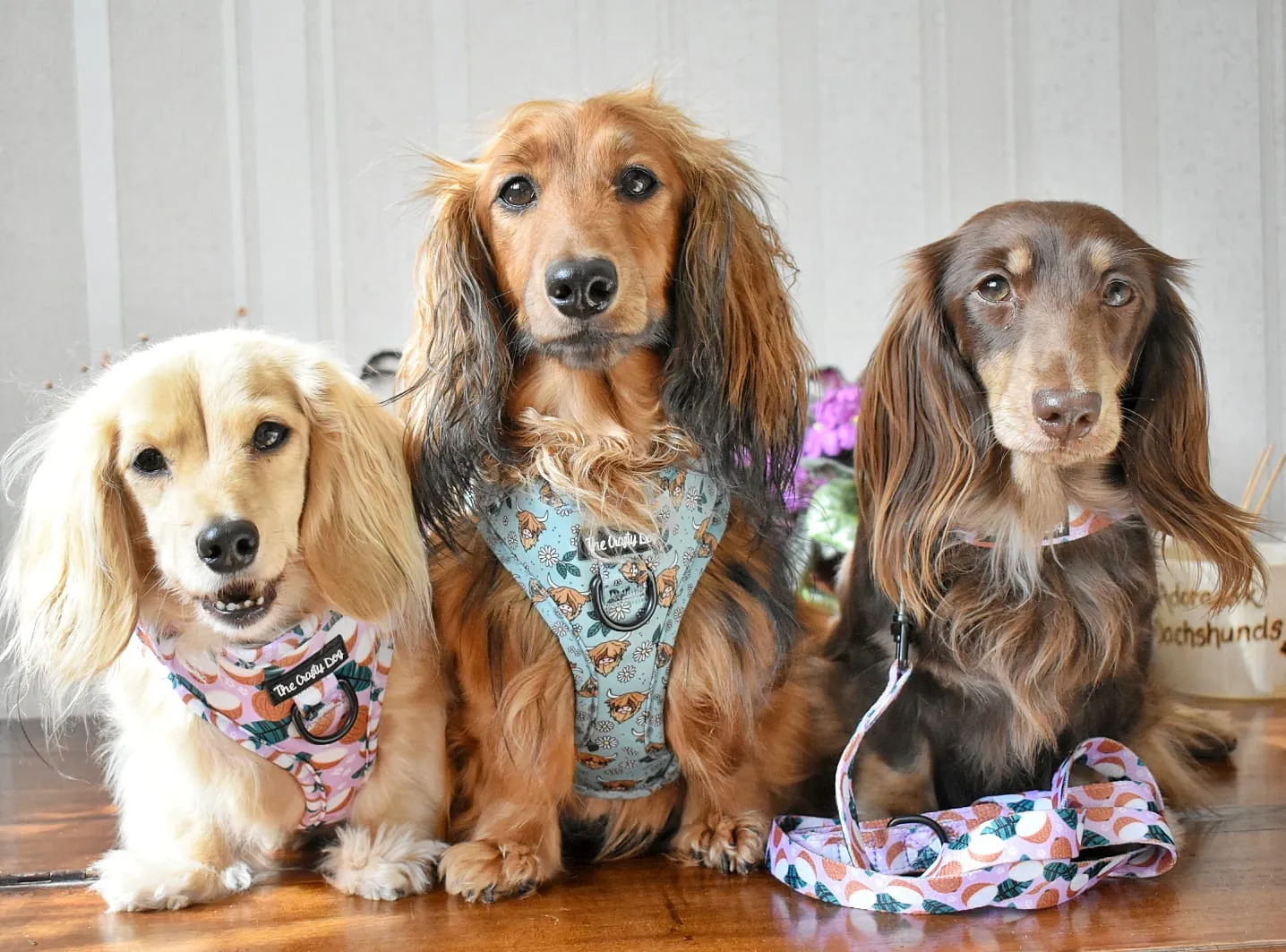 Coconutty Harness