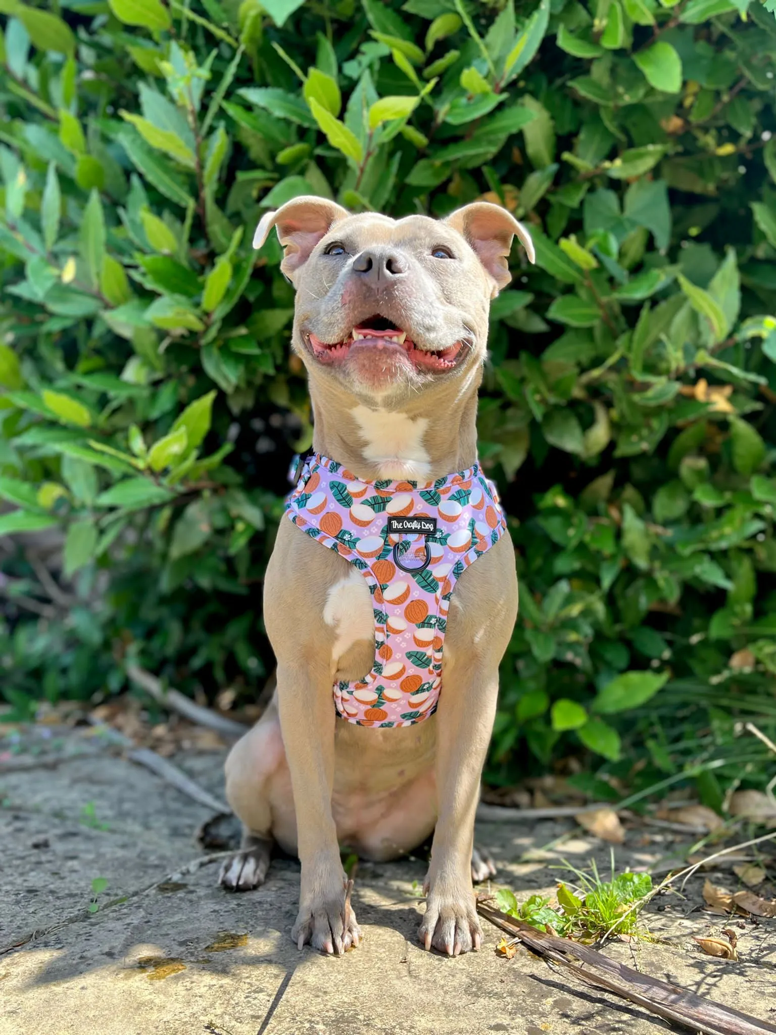 Coconutty Harness