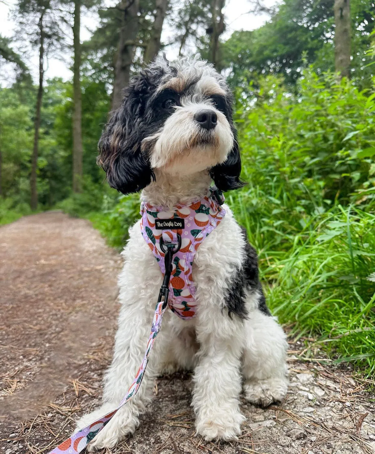 Coconutty Harness