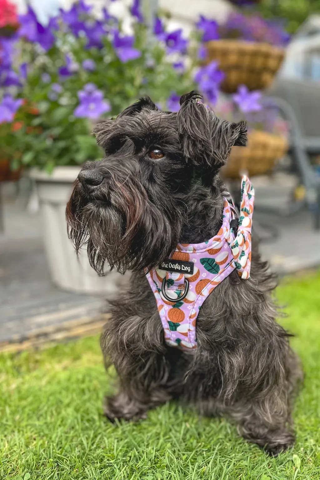 Coconutty Harness