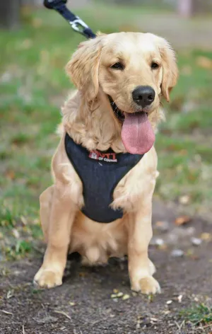 Dark Blue Denim Vest Harness