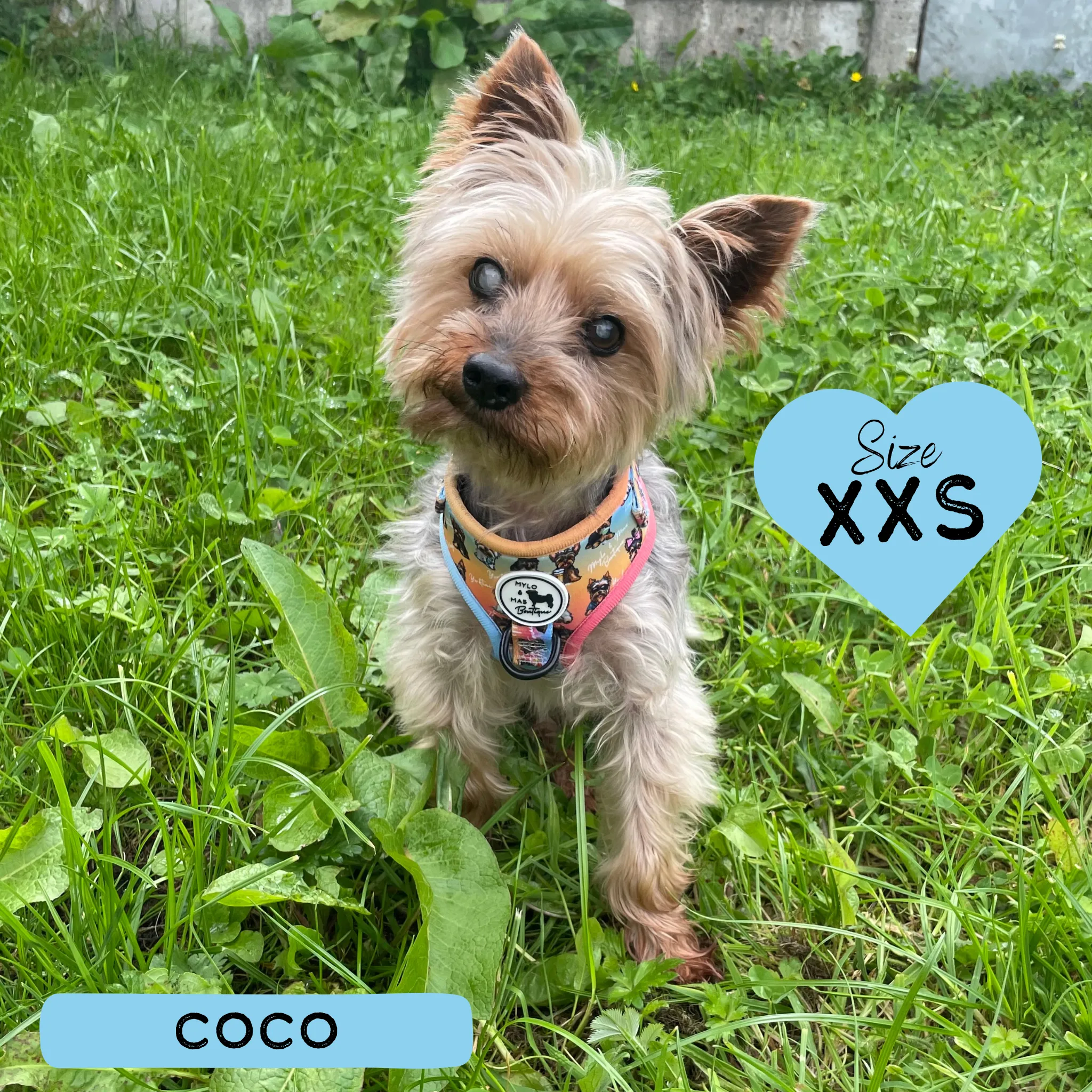 Dog Adjustable Harness - Oh My Yorkie!