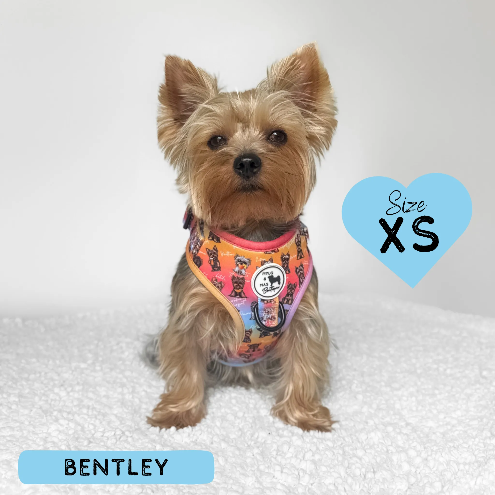Dog Adjustable Harness - Oh My Yorkie!