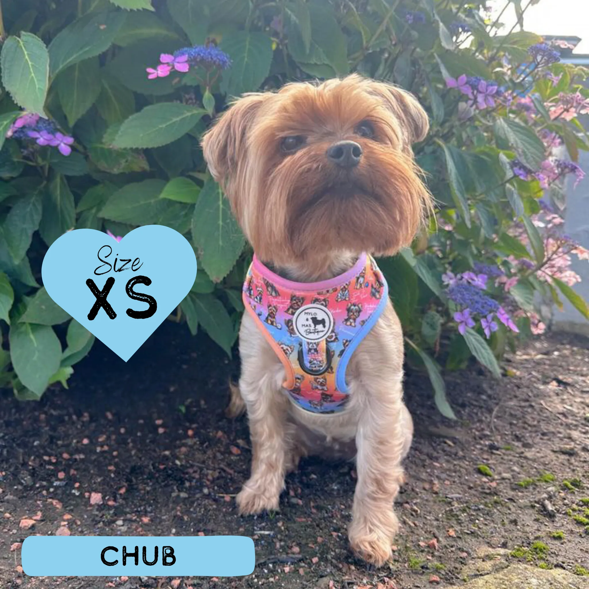 Dog Adjustable Harness - Oh My Yorkie!
