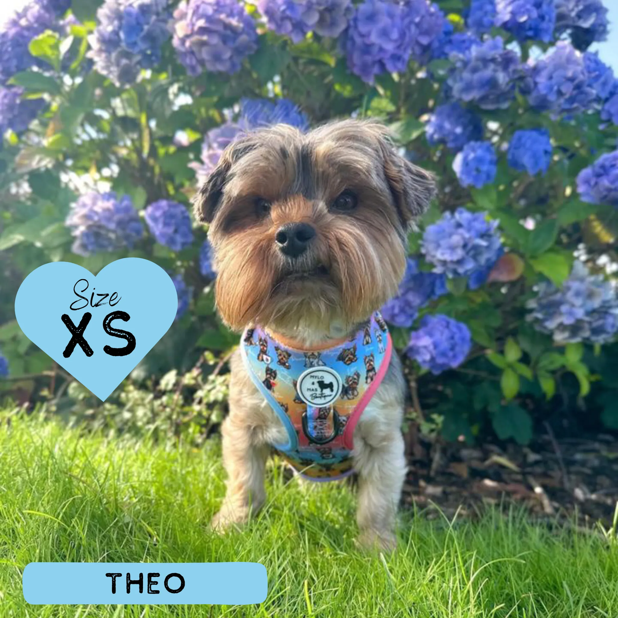 Dog Adjustable Harness - Oh My Yorkie!