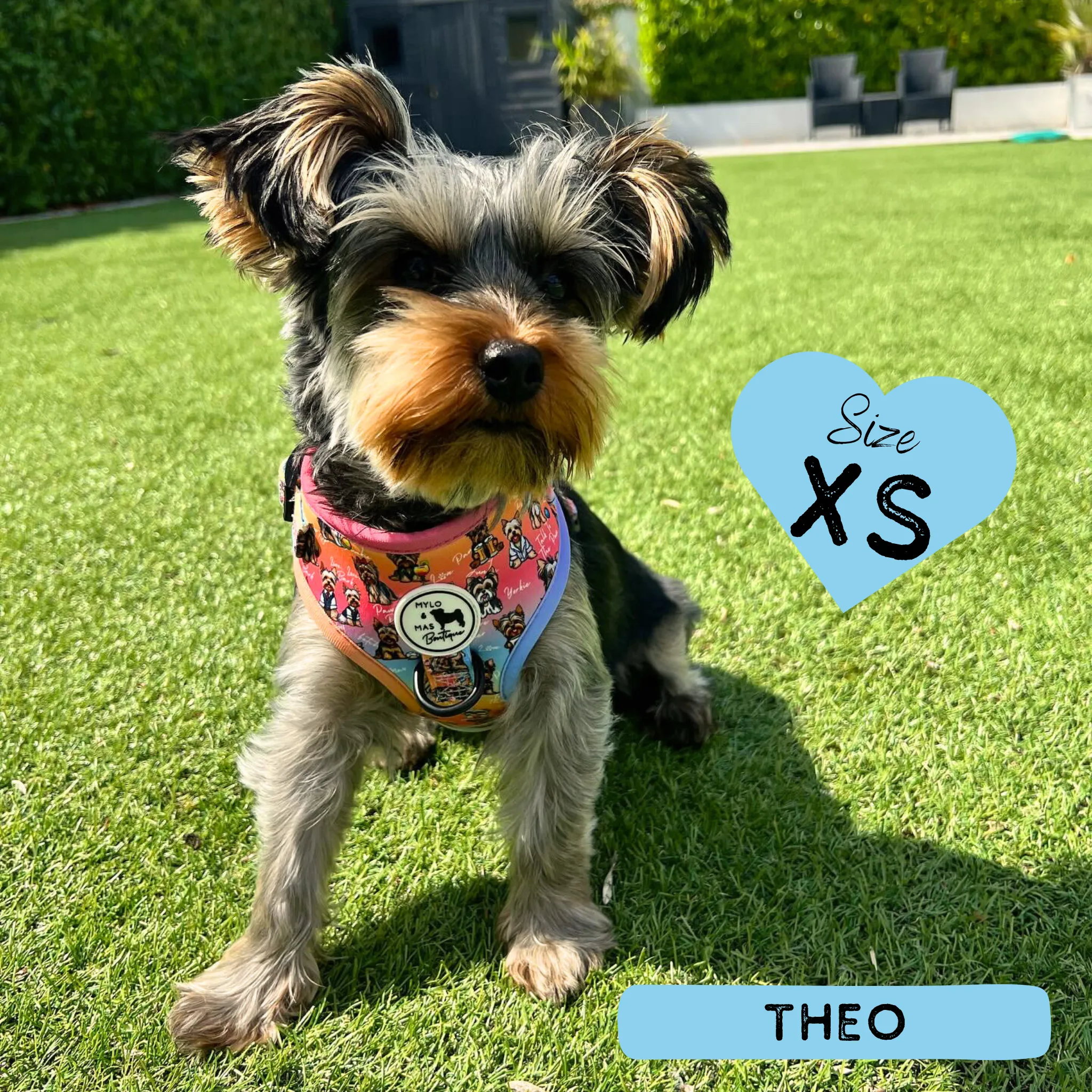 Dog Adjustable Harness - Oh My Yorkie!