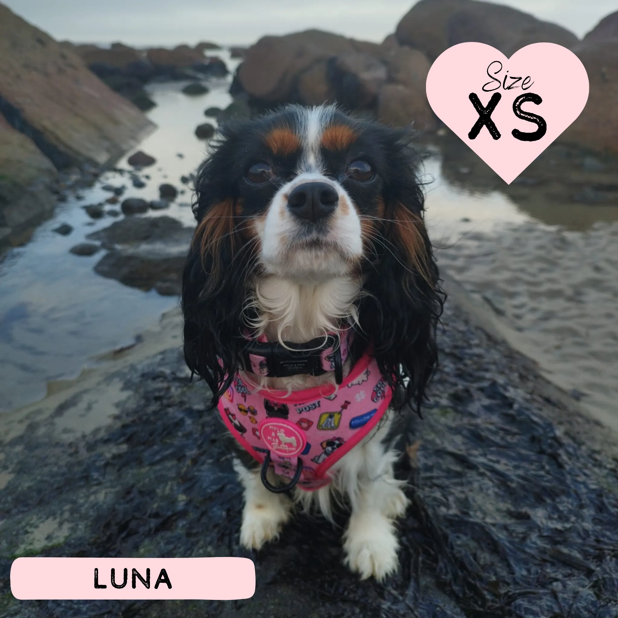 Dog Adjustable Harness - Social Media Star Pink