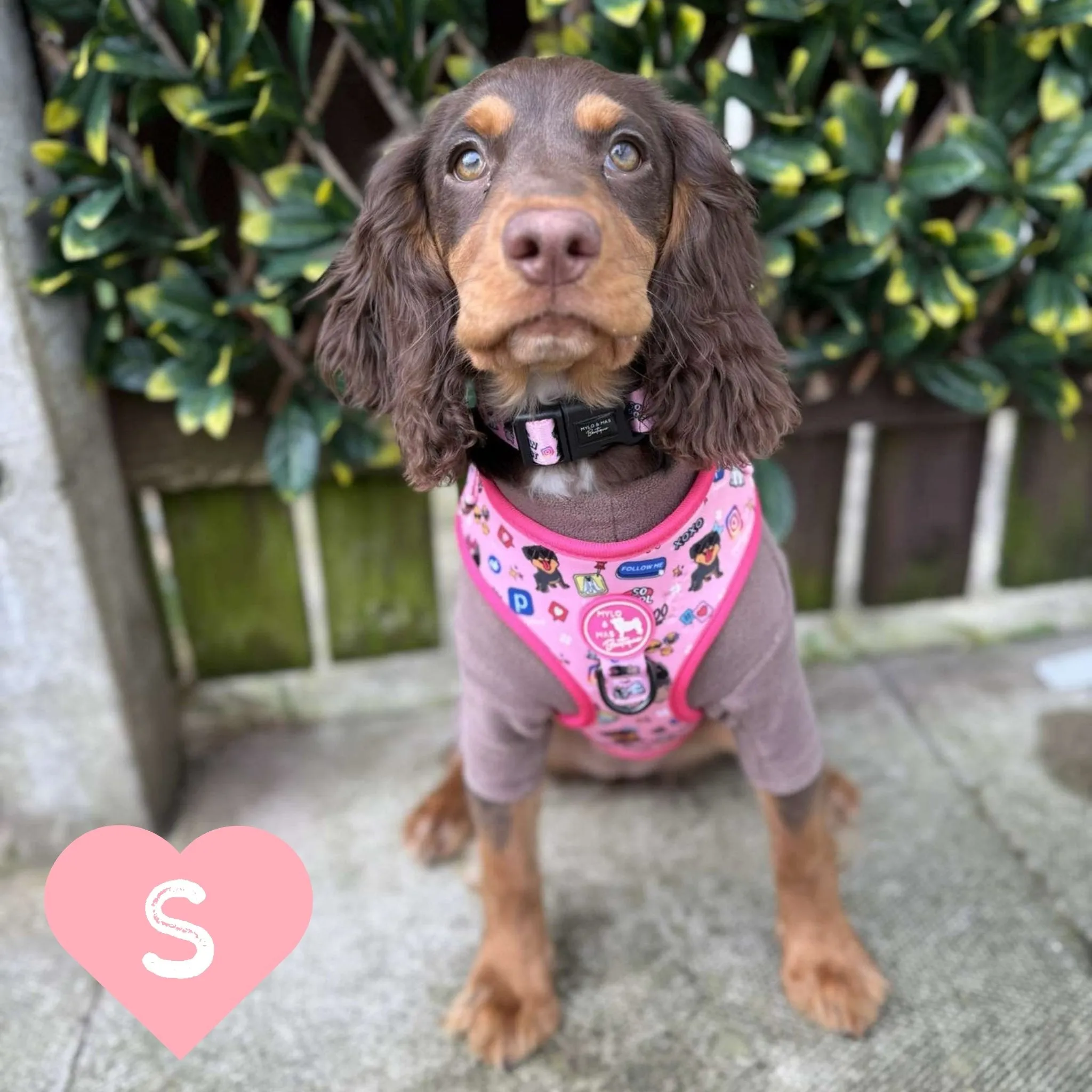 Dog Adjustable Harness - Social Media Star Pink