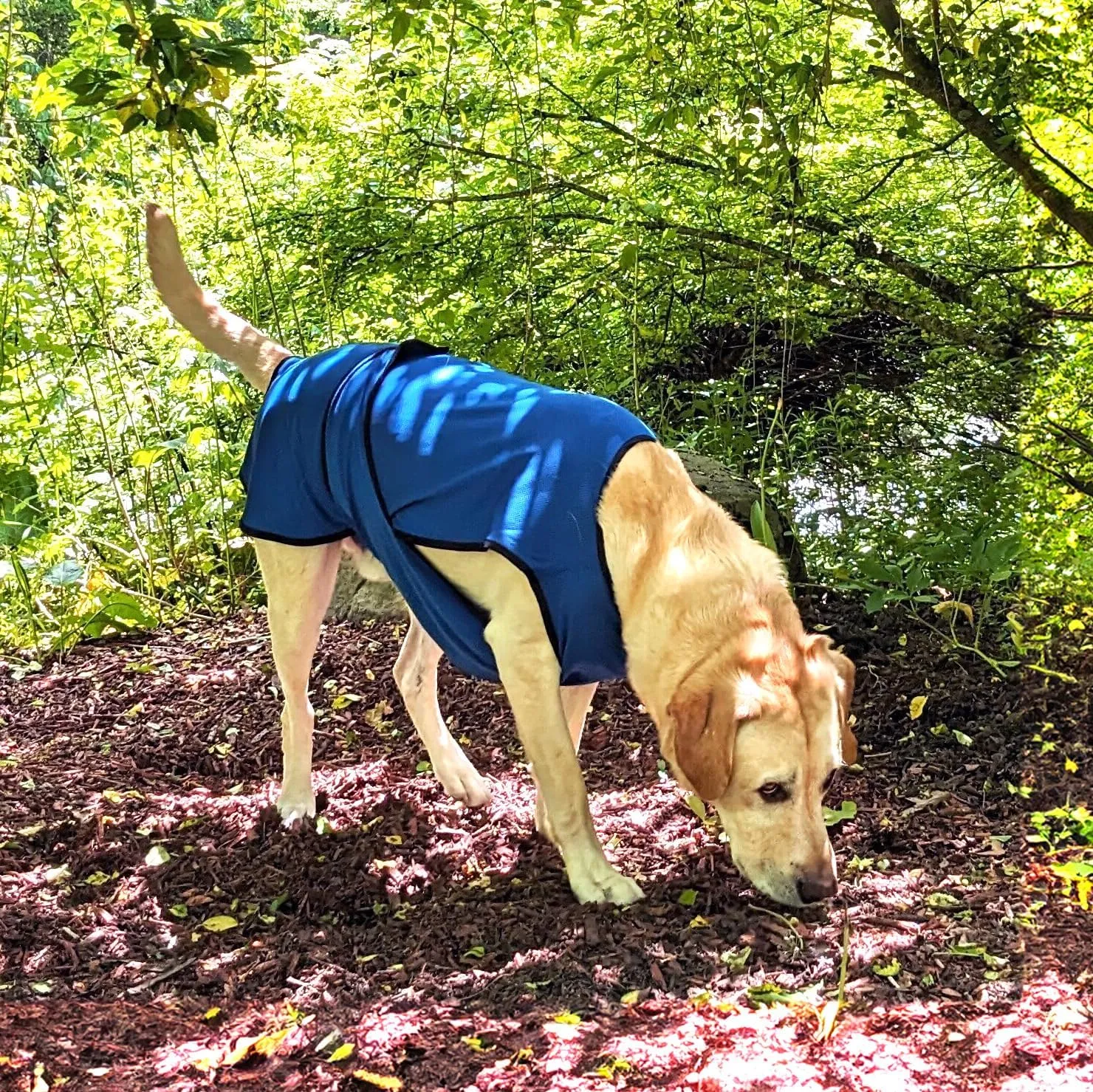 Dog Cooling Vest. Lightweight Jacket with Evaporative Cool Microfiber Technology, UV Protection Shirt for Beach, Sizing for Small, Medium and Large Dogs (L, Dark Blue)