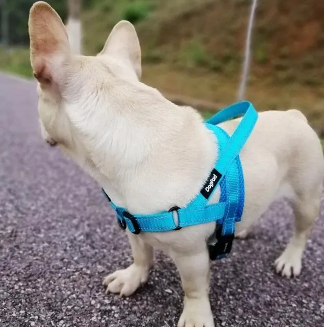 Dog Harness