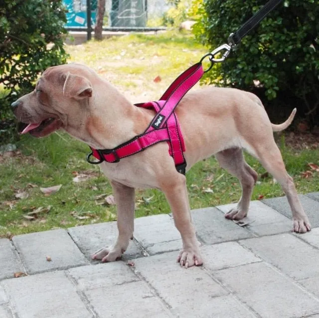 Dog Harness