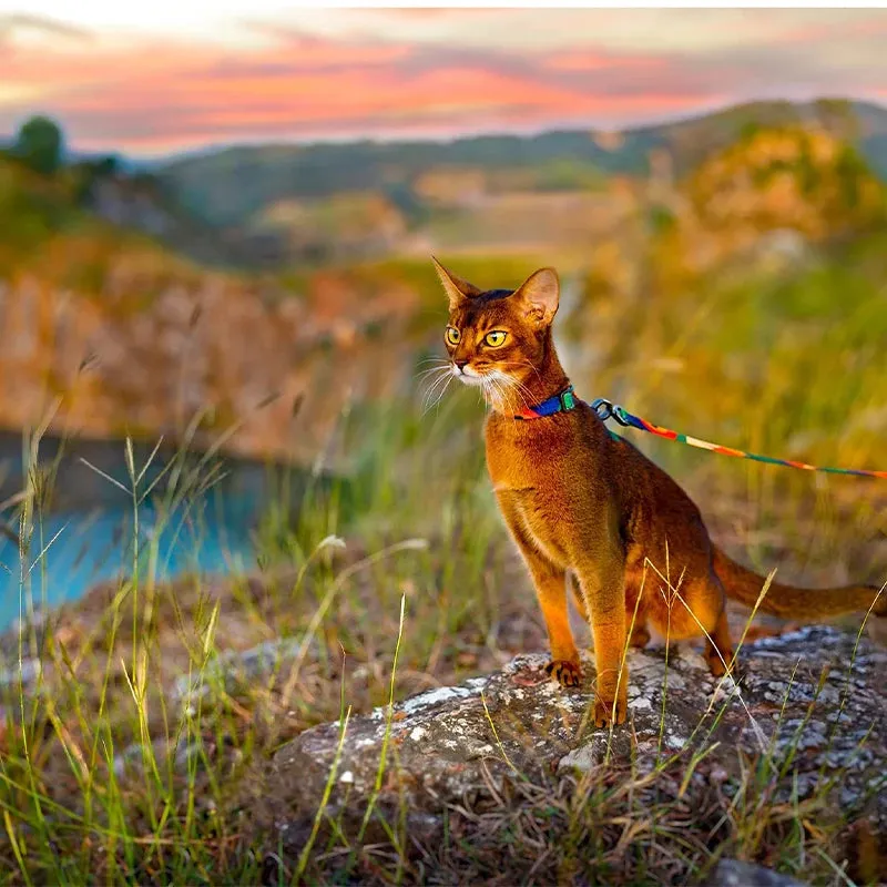 Escape-Proof Cat Harness & Leash Set – Adjustable Lightweight Safety Vest for Small & Large Cats