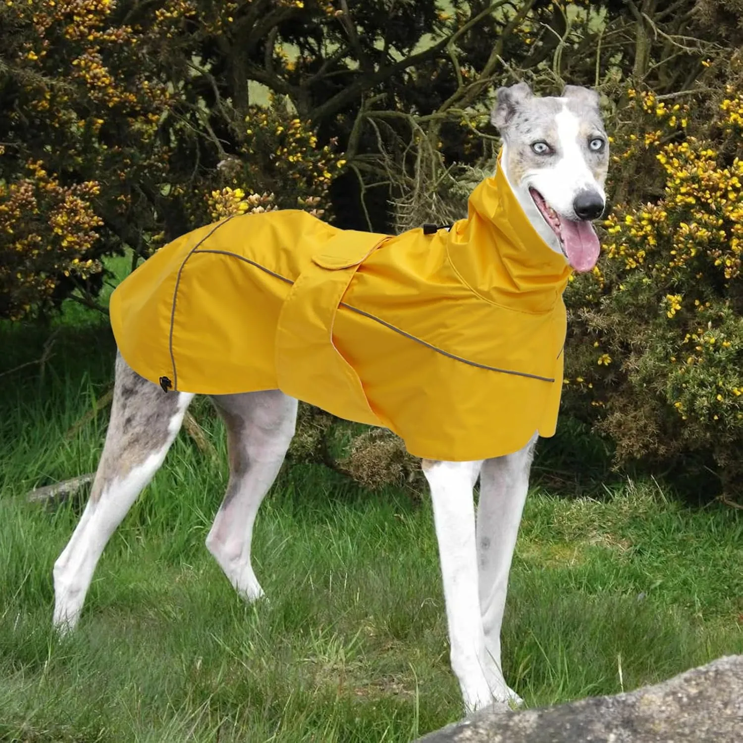 Greyhound Lurcher Raincoat, Whippet Rain Gear with Reflective Bar, Rain/Waterproof, Adjustable Bands and Drawstring in Autumn and Winter - Yellow - M