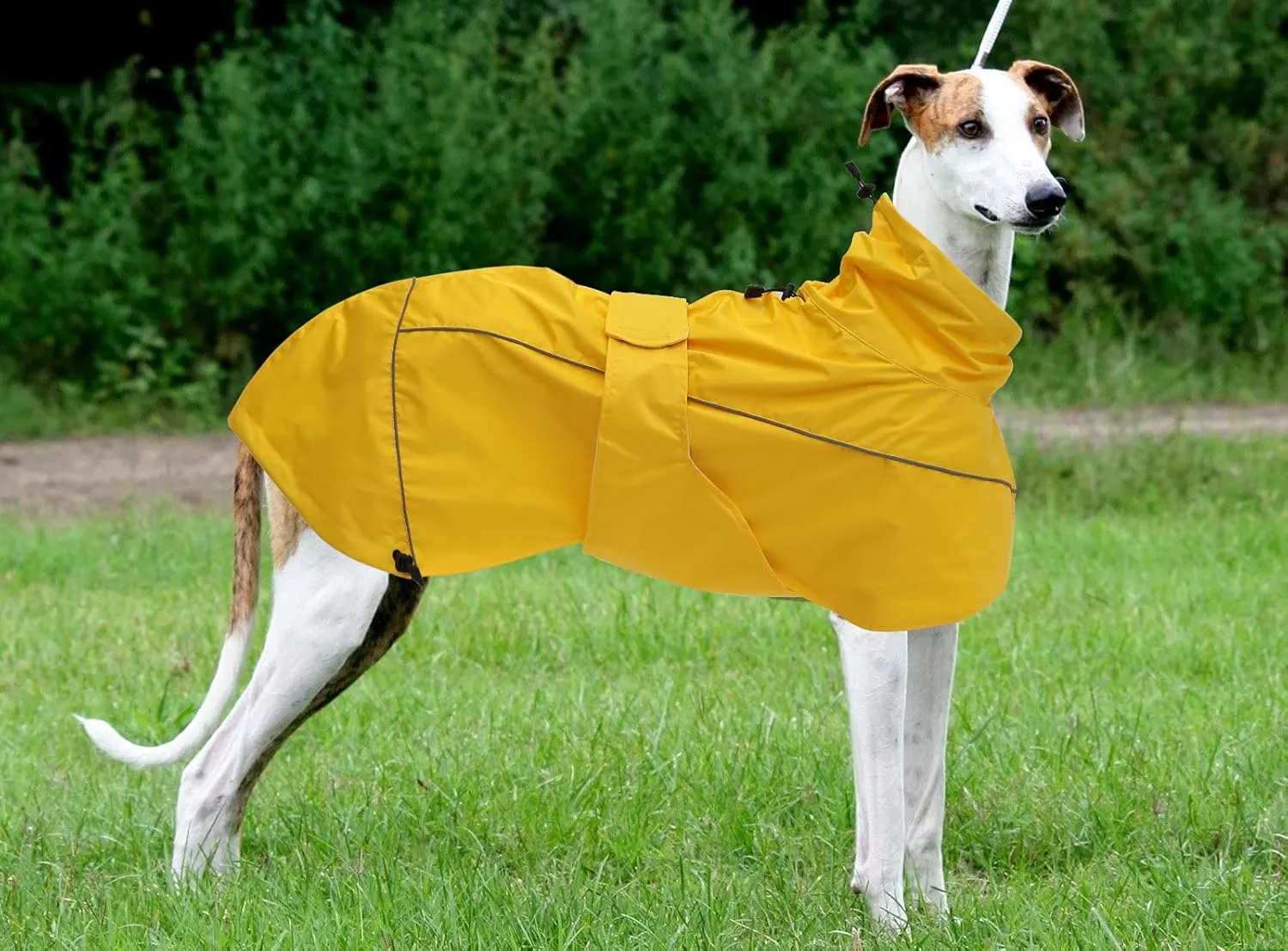Greyhound Lurcher Raincoat, Whippet Rain Gear with Reflective Bar, Rain/Waterproof, Adjustable Bands and Drawstring in Autumn and Winter - Yellow - M
