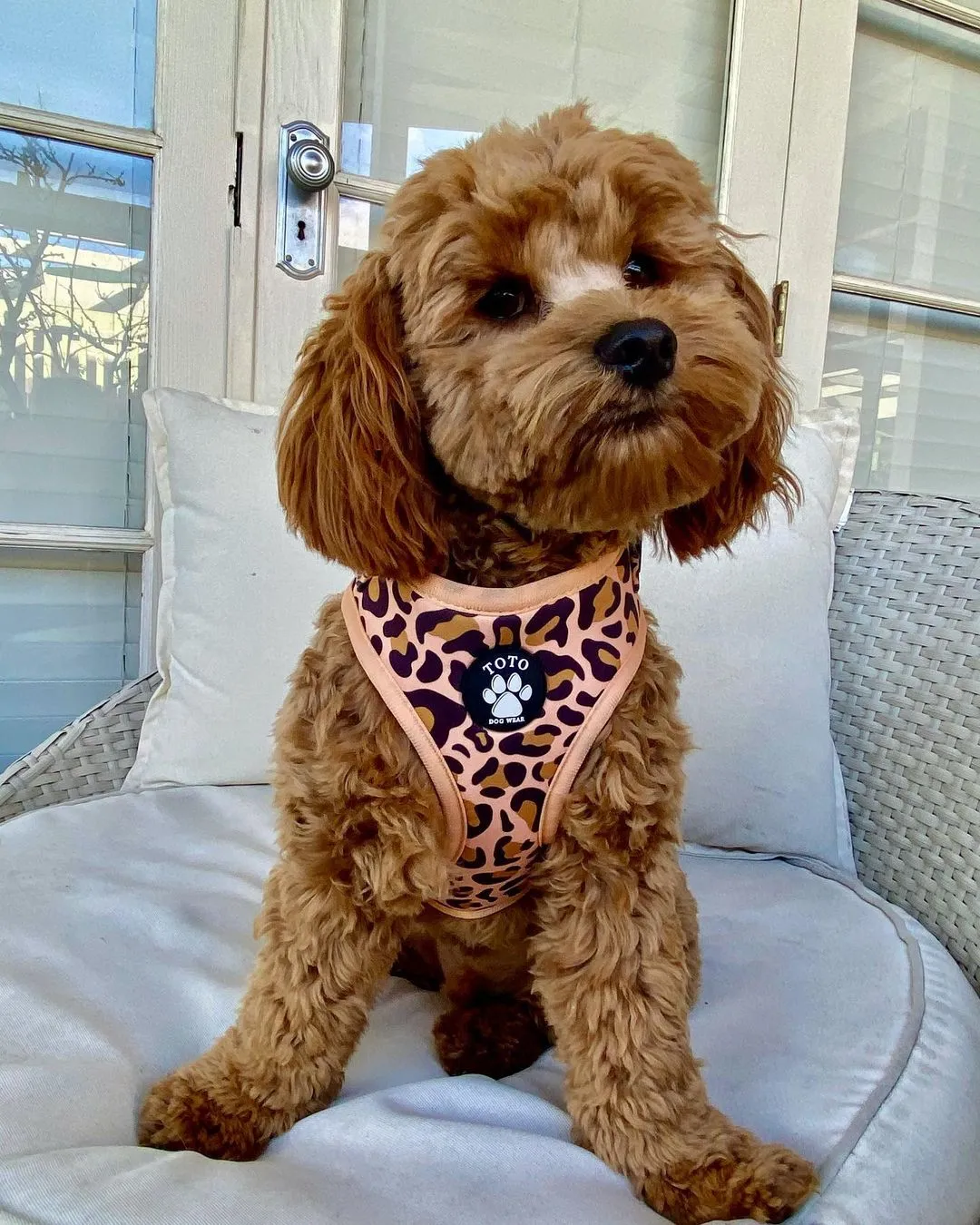 Leopard Harness