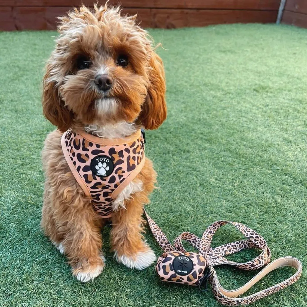 Leopard Harness