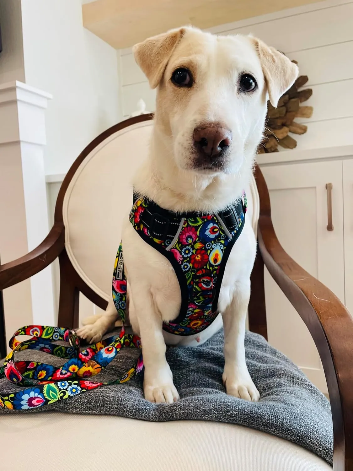 Lucky Love Dog No Pull Dog Harness, Adjustable and Easy to Walk, Cute Patterned Harness for Small Medium Large Male & Female Dogs - Blackbird, Large