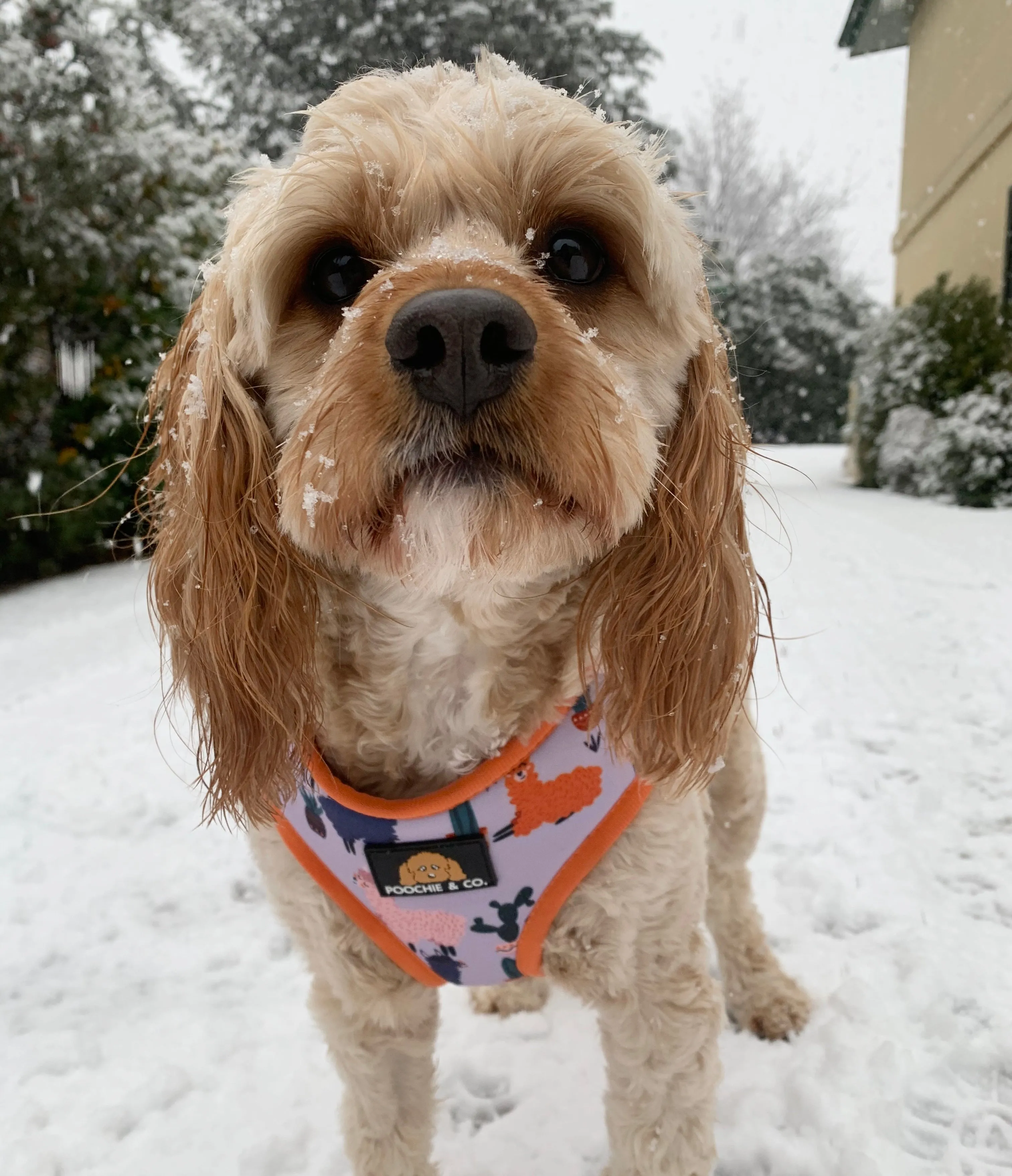 'No Probllama' Adjustable Harness