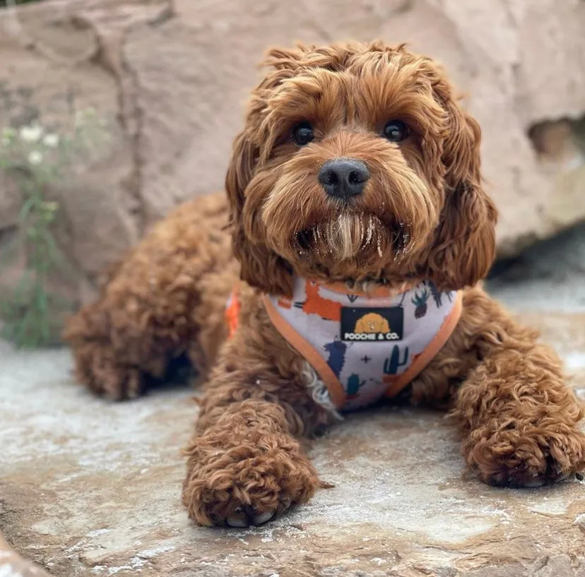 'No Probllama' Adjustable Harness