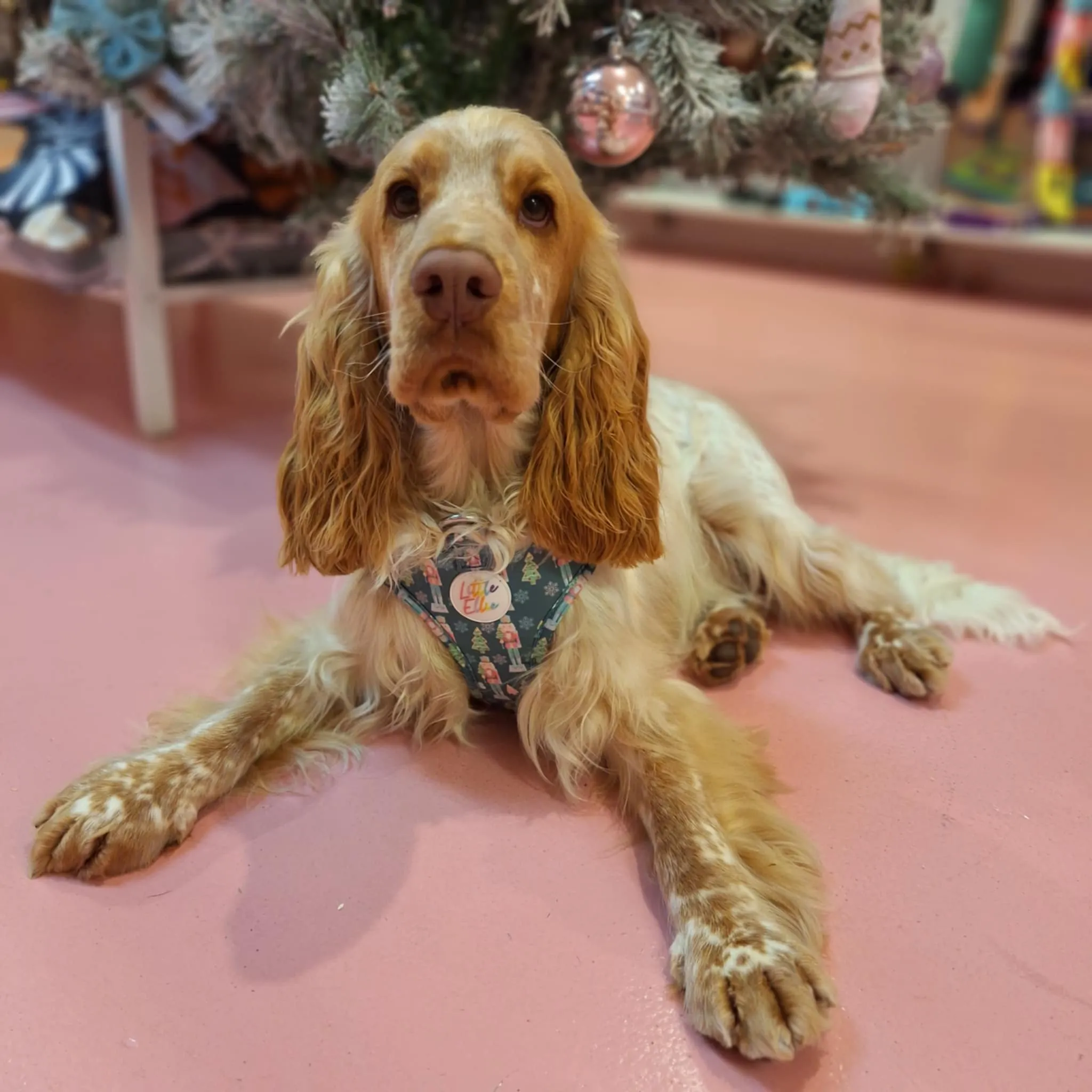 Nutcracker Magic | Adjustable Dog Harness