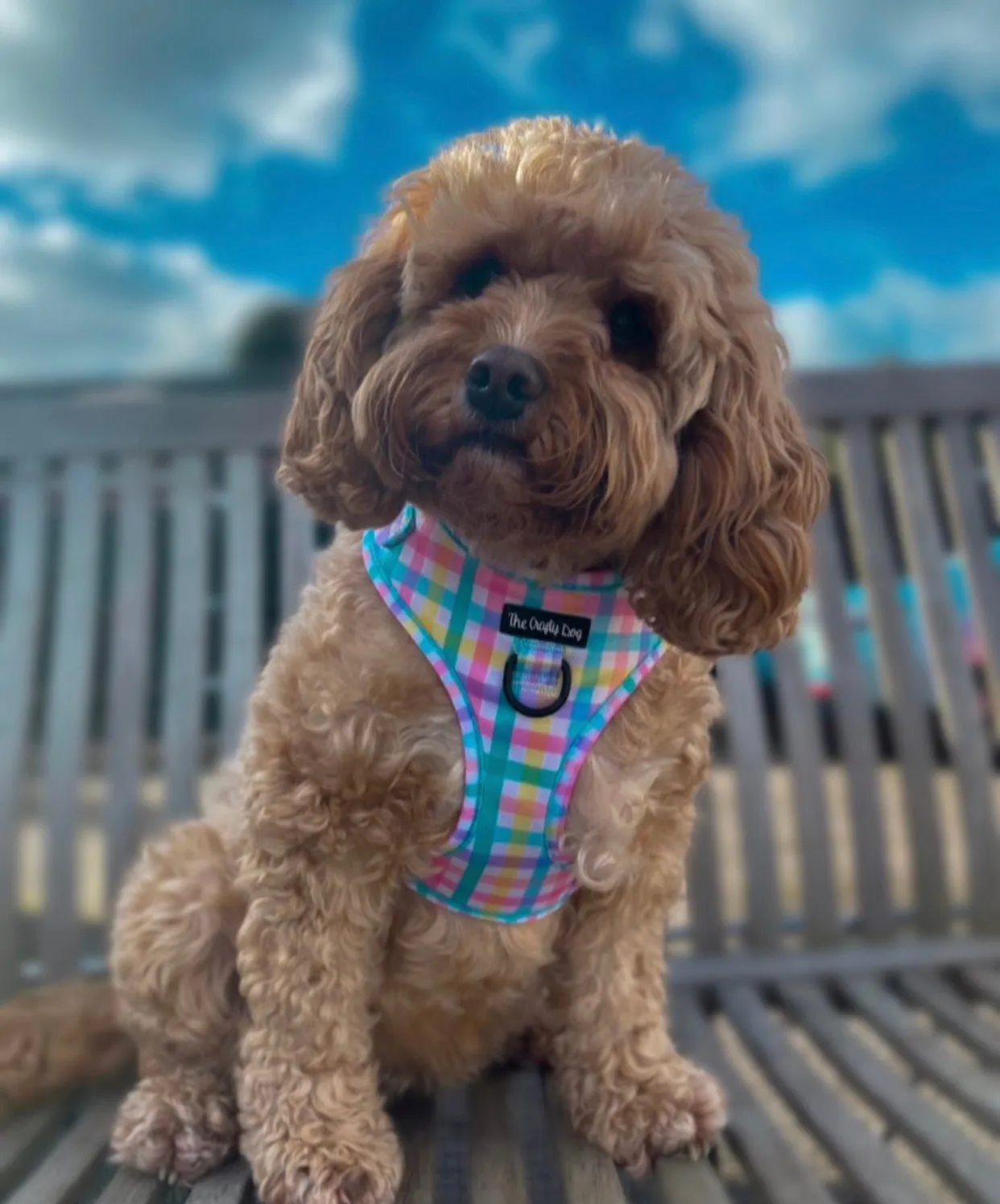 Picnic Plaid Harness