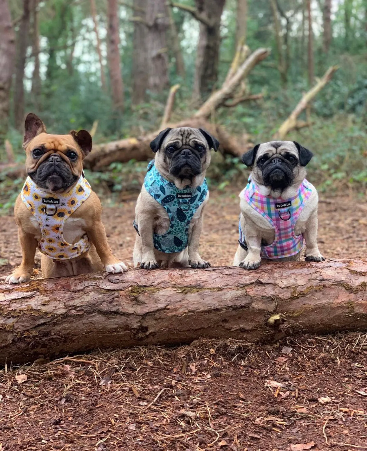 Picnic Plaid Harness
