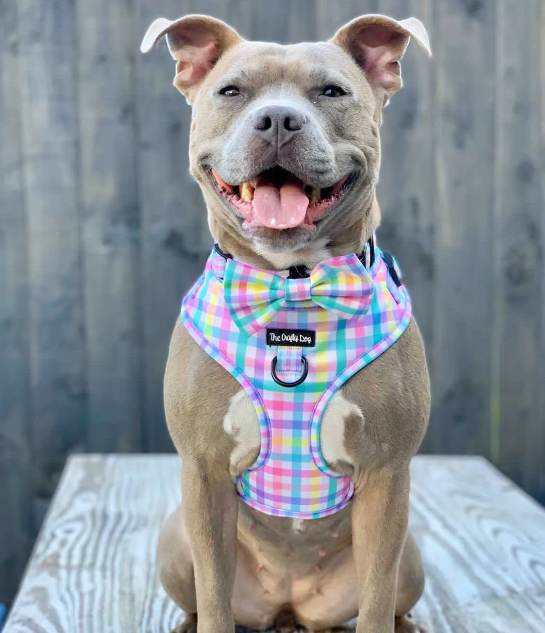Picnic Plaid Harness