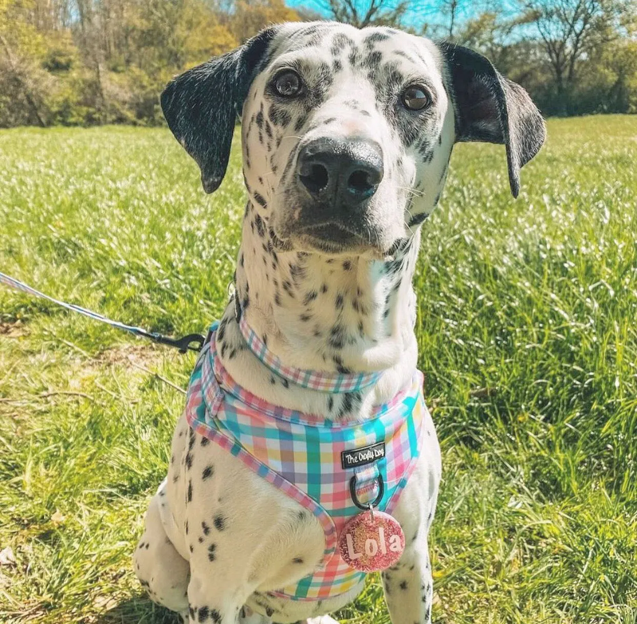 Picnic Plaid Harness