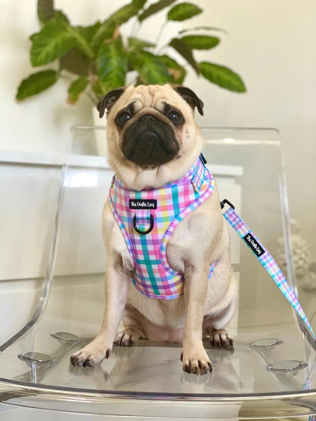 Picnic Plaid Harness