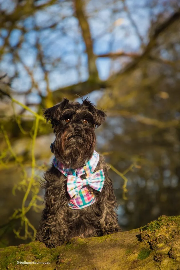 Picnic Plaid Harness
