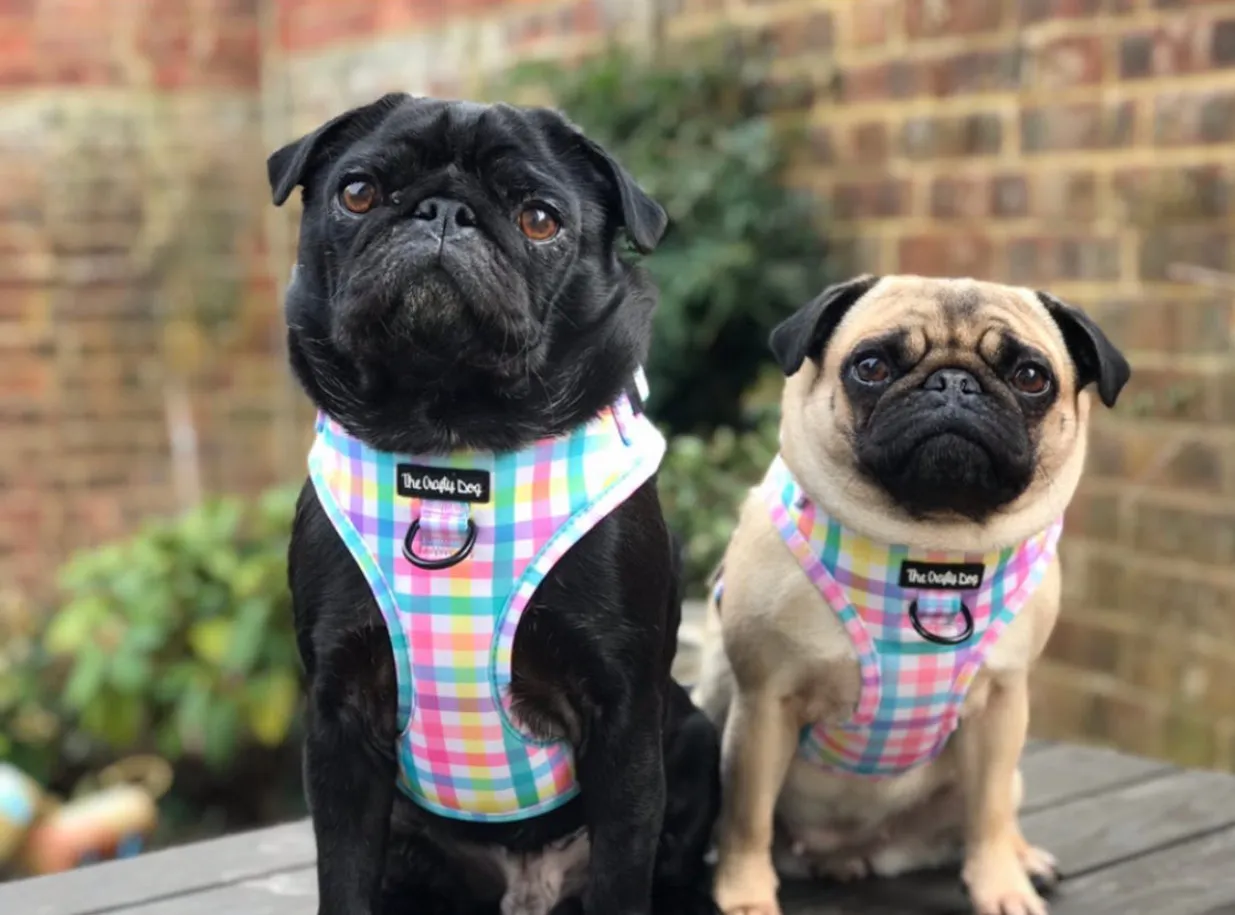 Picnic Plaid Harness
