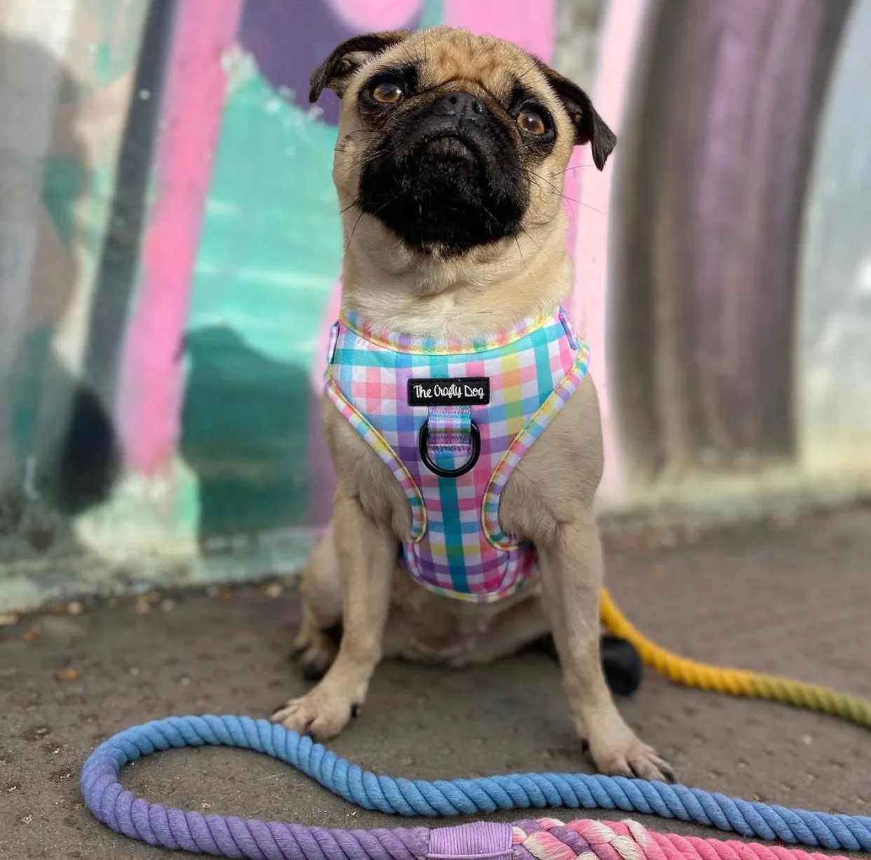 Picnic Plaid Harness