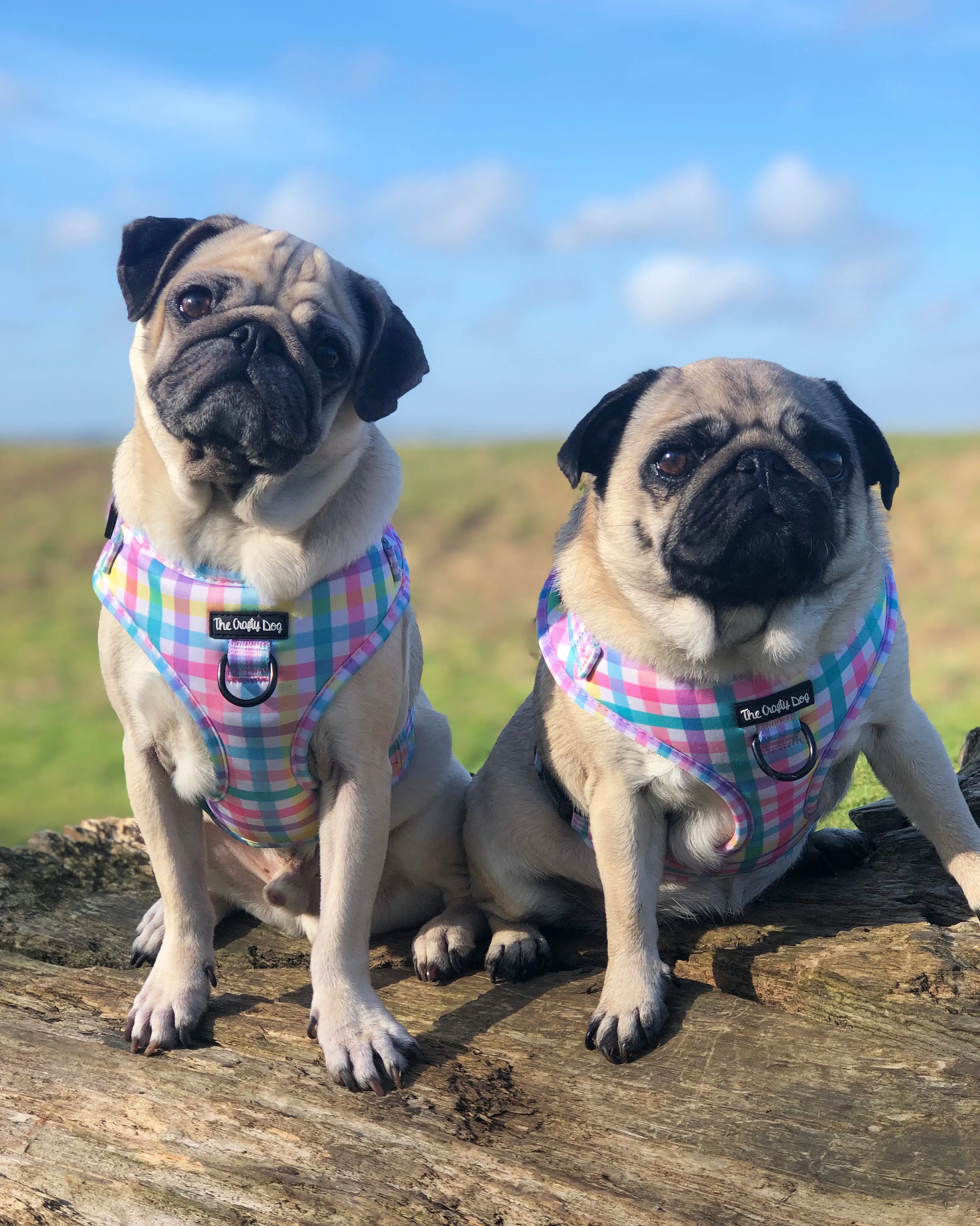 Picnic Plaid Harness
